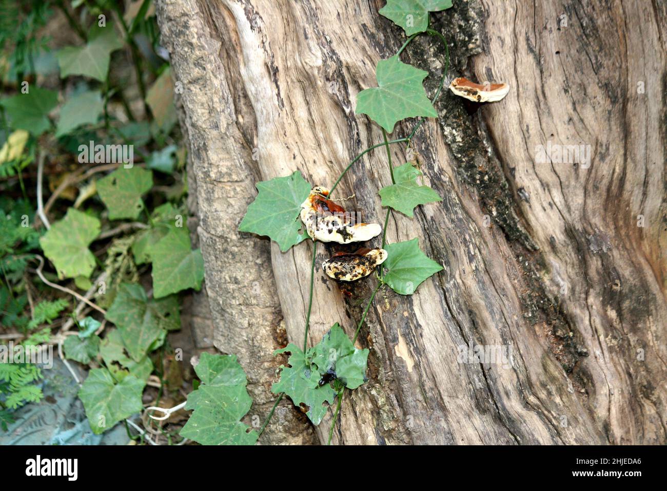 Conk de l'artiste (Ganoderma applanatum), un membre du groupe de champignons de la plate-forme, poussant sur un tronc d'arbre : (pix SShukla) Banque D'Images