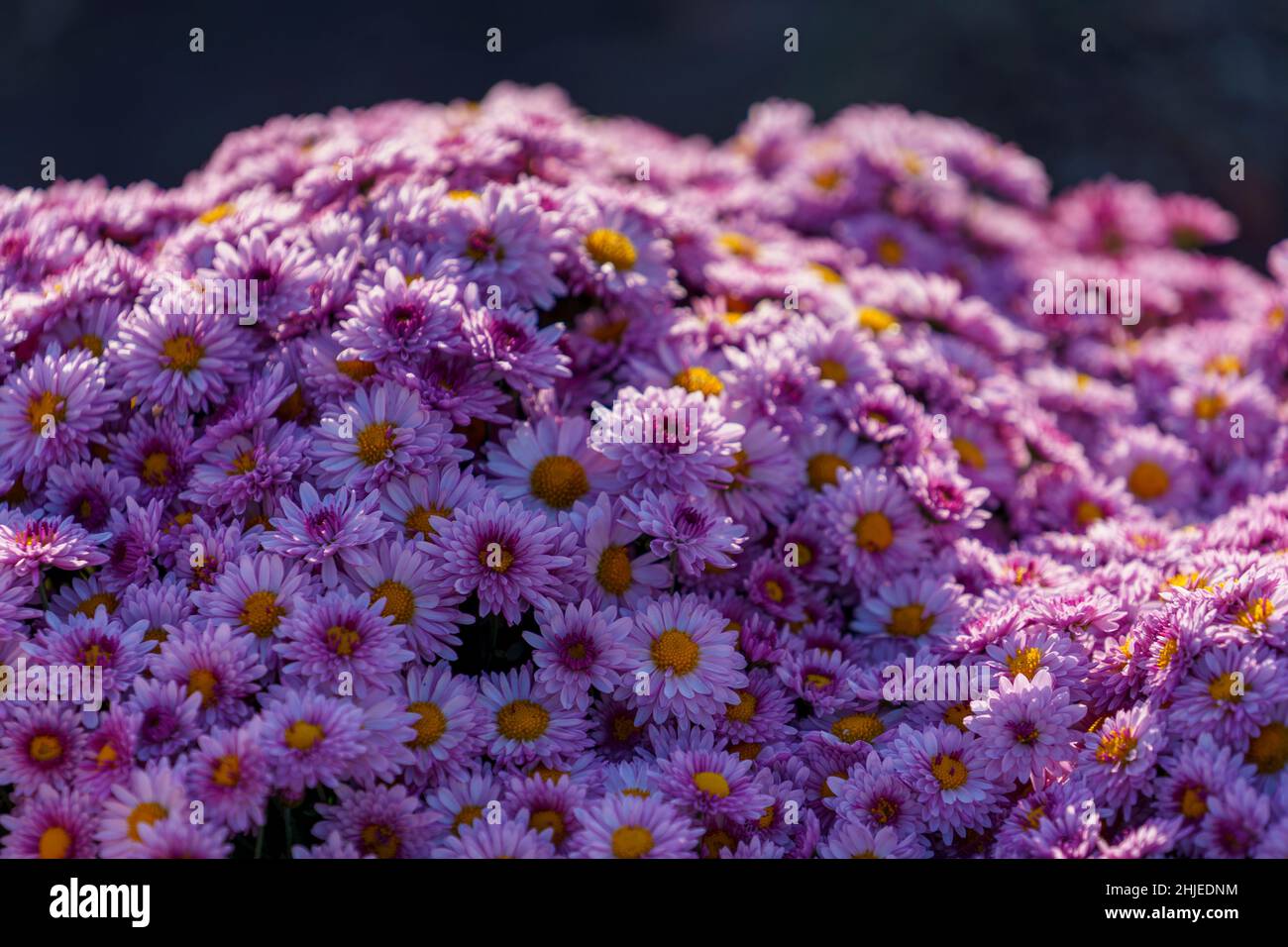 Fond floral avec chrysanthèmes roses. Banque D'Images