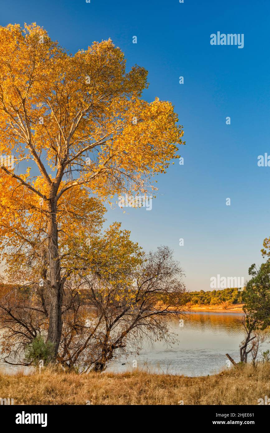 Arbre de Cottonwood dans le feuillage d'automne au lac Parker Canyon, lever du soleil, terrain de camping Lakeview, forêt nationale de Coronado, Arizona,ÉTATS-UNIS Banque D'Images