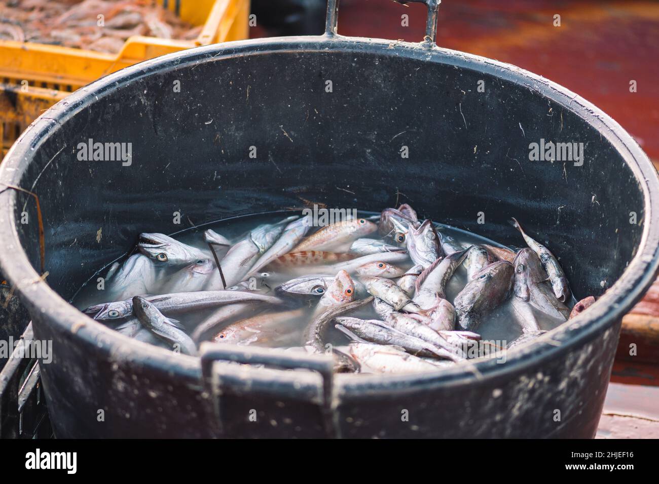 Divers poissons fraîchement pêchés dans un panier en plastique noir sur un bateau de pêche en bois.Crevettes, achigan de mer, morue, mulet ou poissons de chèvre Banque D'Images