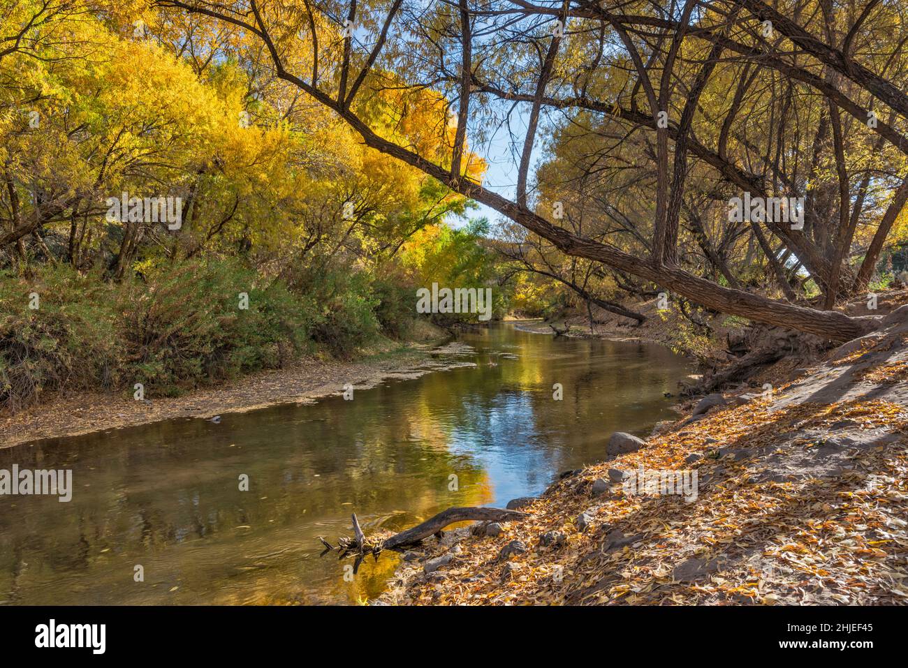 Saules, couloir riverain de la rivière Gila, feuillage d'automne, près du pont Old Safford, aire de conservation de Gila Box Riparian Natl, près de Clifton, Arizona, États-Unis Banque D'Images