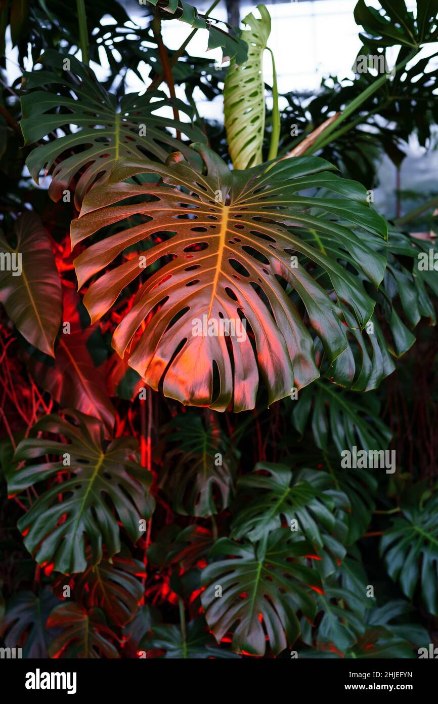 Feuilles vertes de la monstère deliciosa dans la lumière rouge de néon.Usine à la mode pour le jardinage à la maison ou le jardin intérieur Banque D'Images