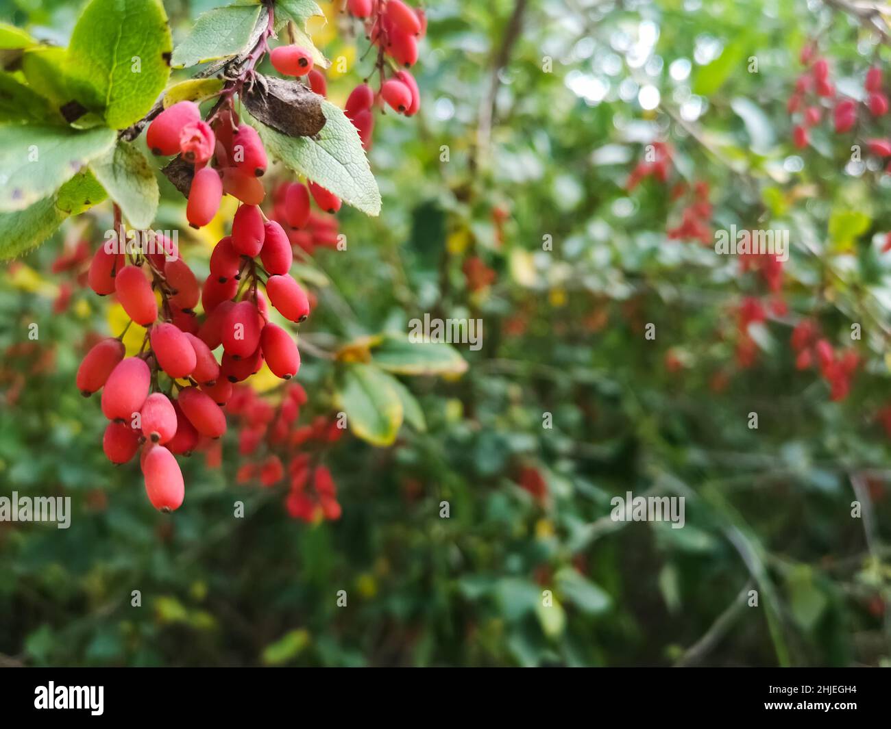 berberis rouge frais et sain sur un arbuste dans la nature Banque D'Images