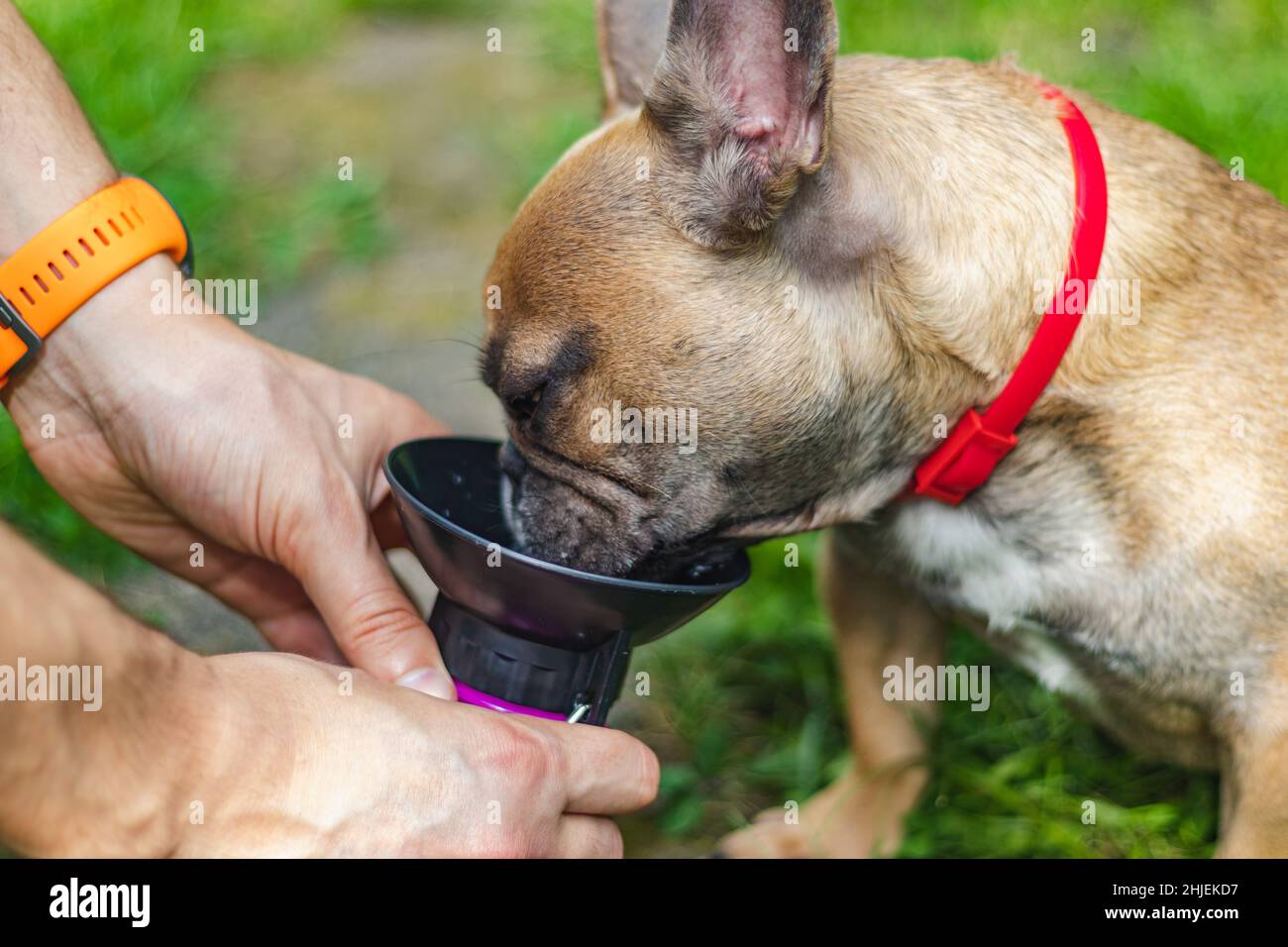 Gros plan sur l'eau potable d'un Bulldog français Banque D'Images