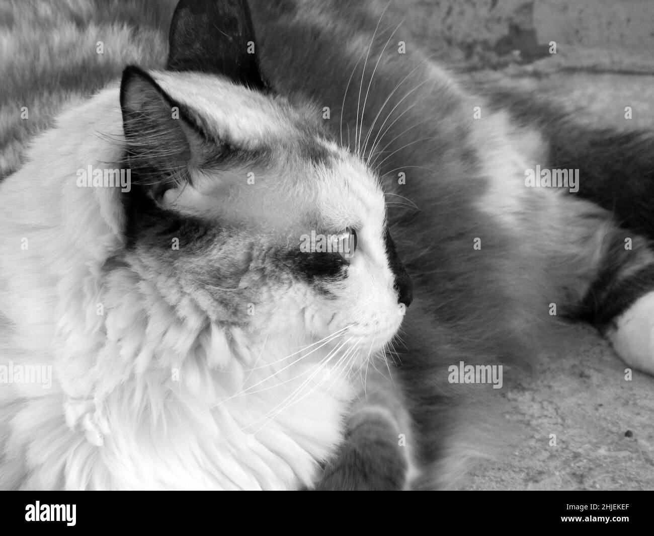 Prise de vue en niveaux de gris d'un chat en regardant latéralement Banque D'Images