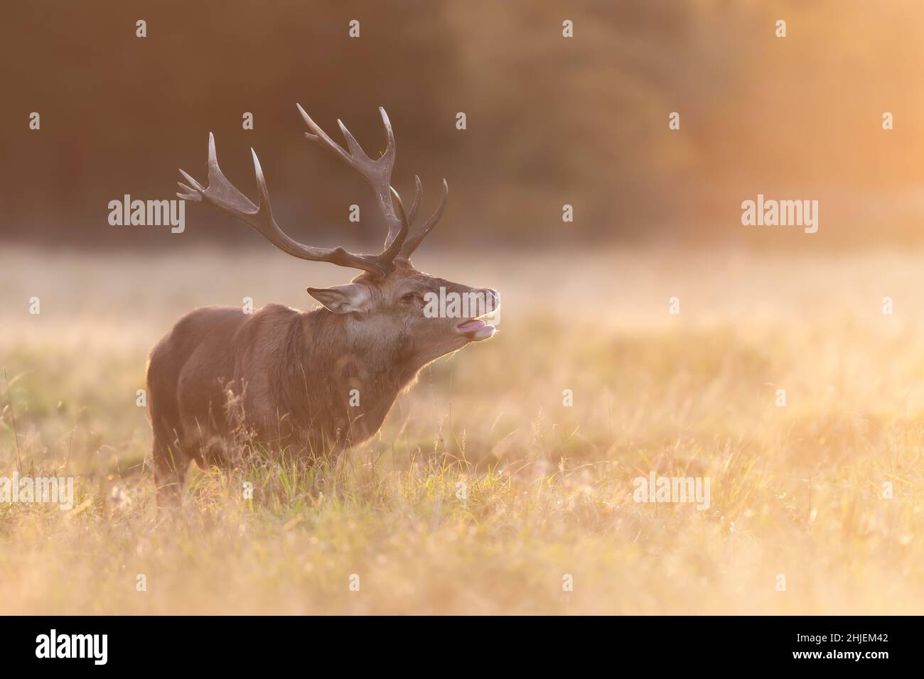 Gros plan d'un appel Red Deer pendant la saison de rutting à Sunrise, Royaume-Uni. Banque D'Images