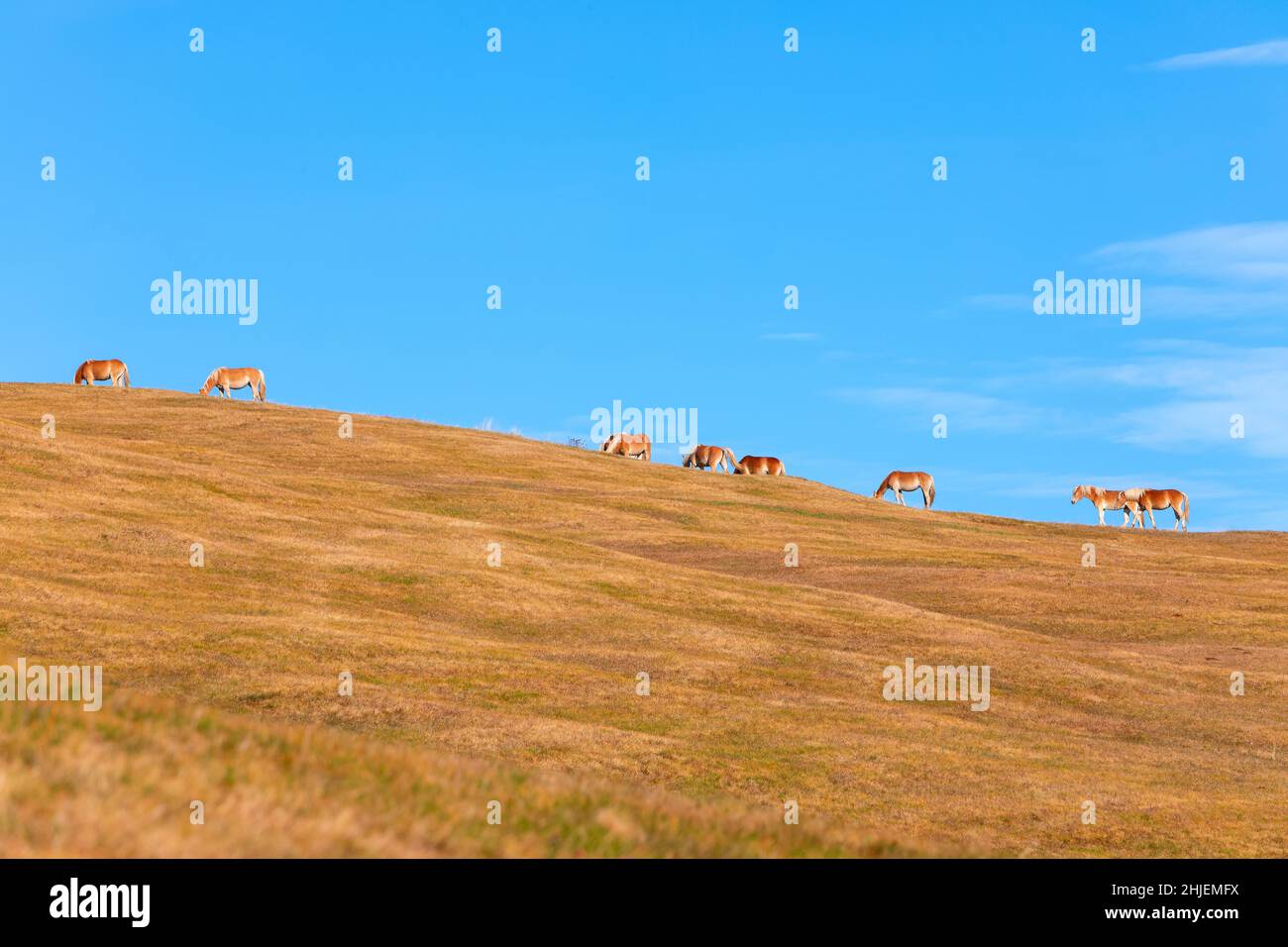 Rares et beaux chevaux Haflinger (Avelignese) profitent de leur liberté sur le pittoresque pâturage de haute montagne à Seiser Alm, en Italie Banque D'Images