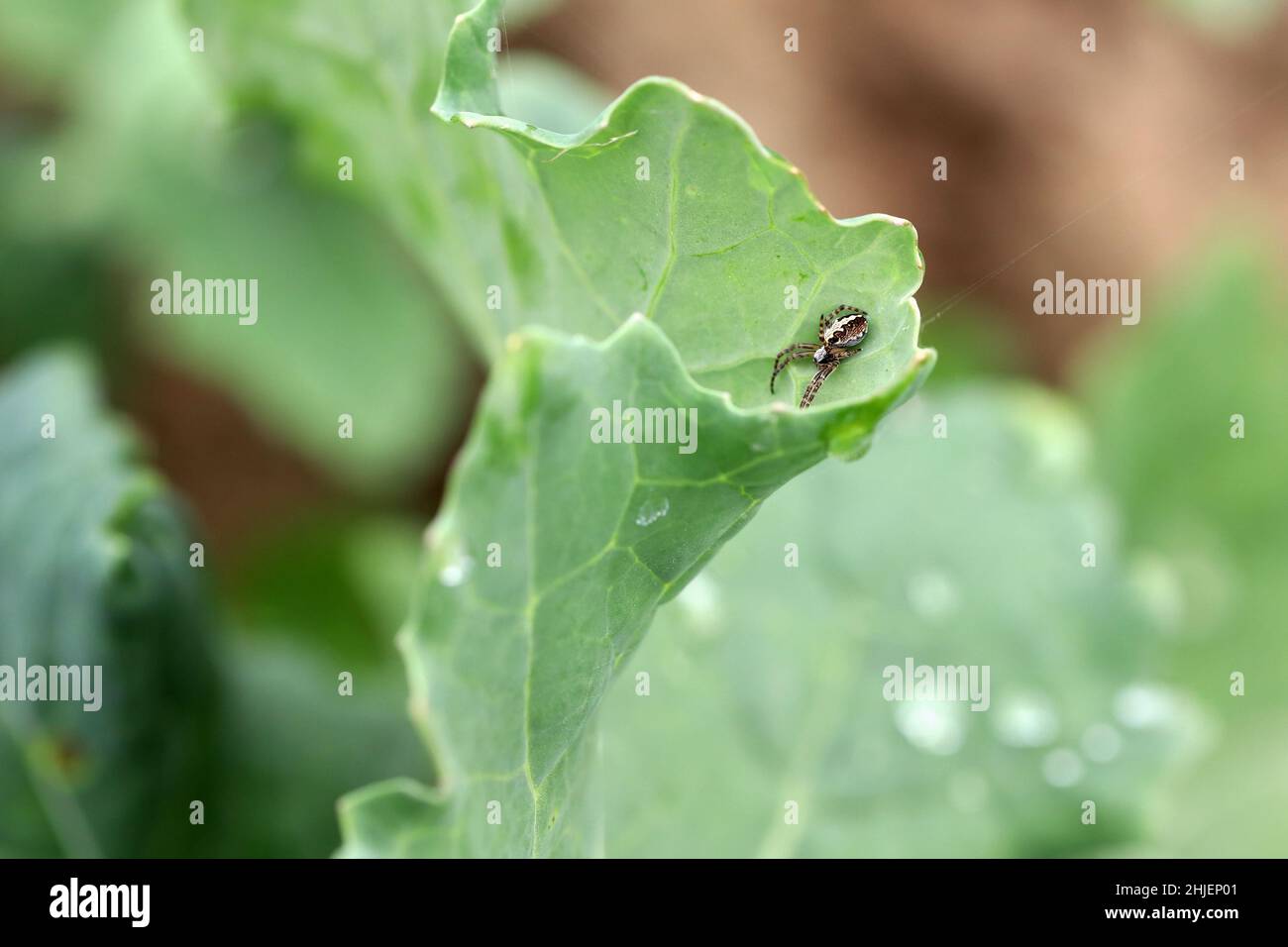 L'araignée sur le canola d'hiver, est un prédateur qui mange beaucoup de parasites. Banque D'Images