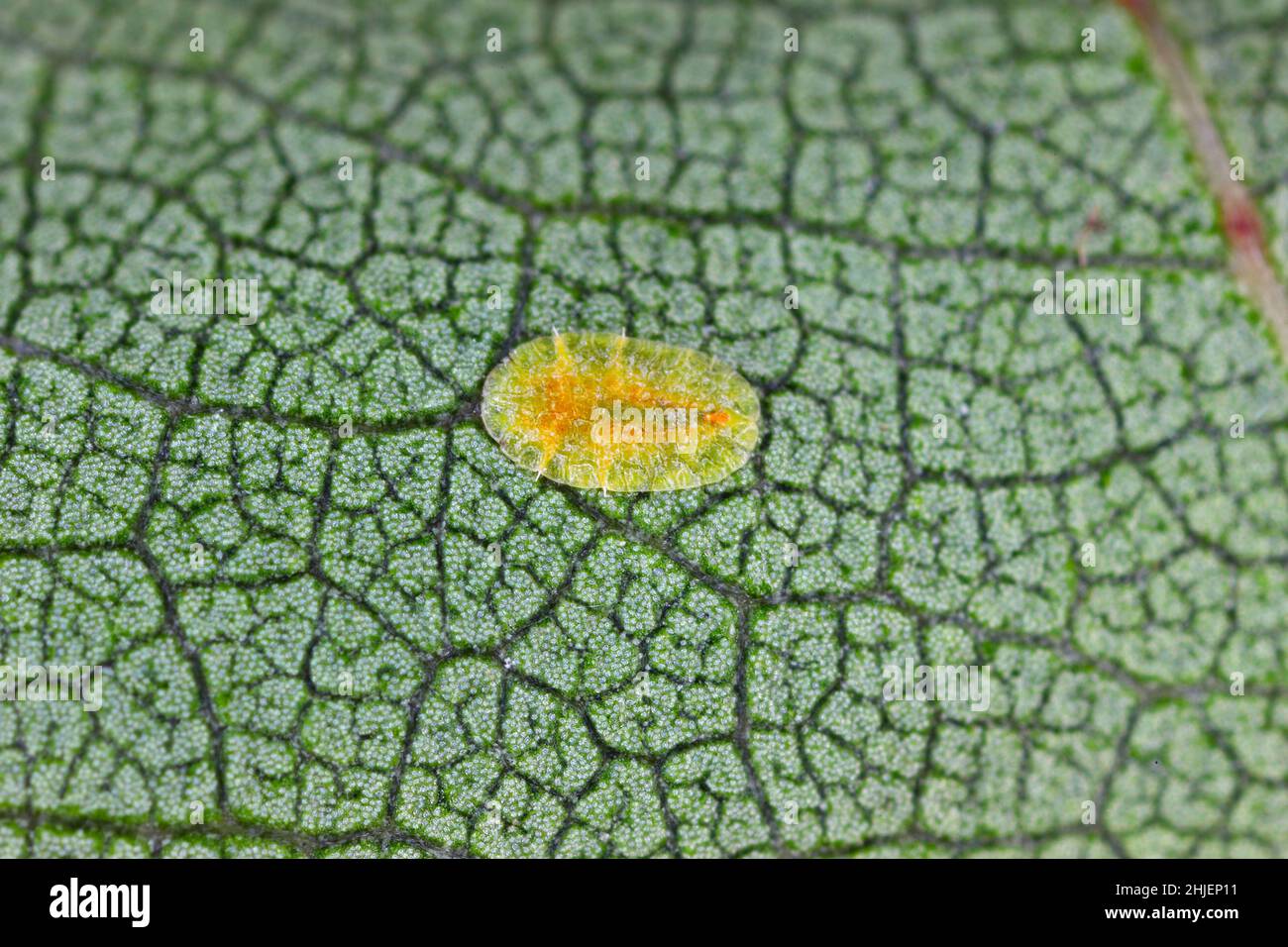 Macrophotographie des insectes de Diaspididae sur un vaisseau foliaire.Les insectes armurés sur les plantes à la maison.Insectes sucer la plante.L'échelle infestée (Coccidae) est courante Banque D'Images