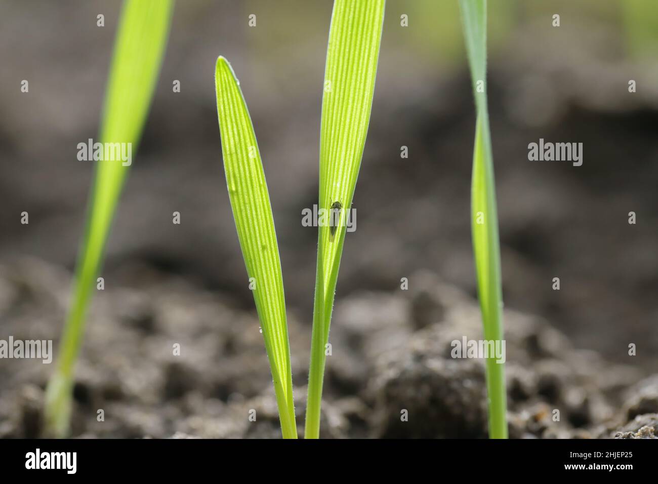 La cicadelle du maïs (Zyginidia scutellaris) est un ravageur de la culture du maïs. Insecte sur céréales d'hiver. Banque D'Images
