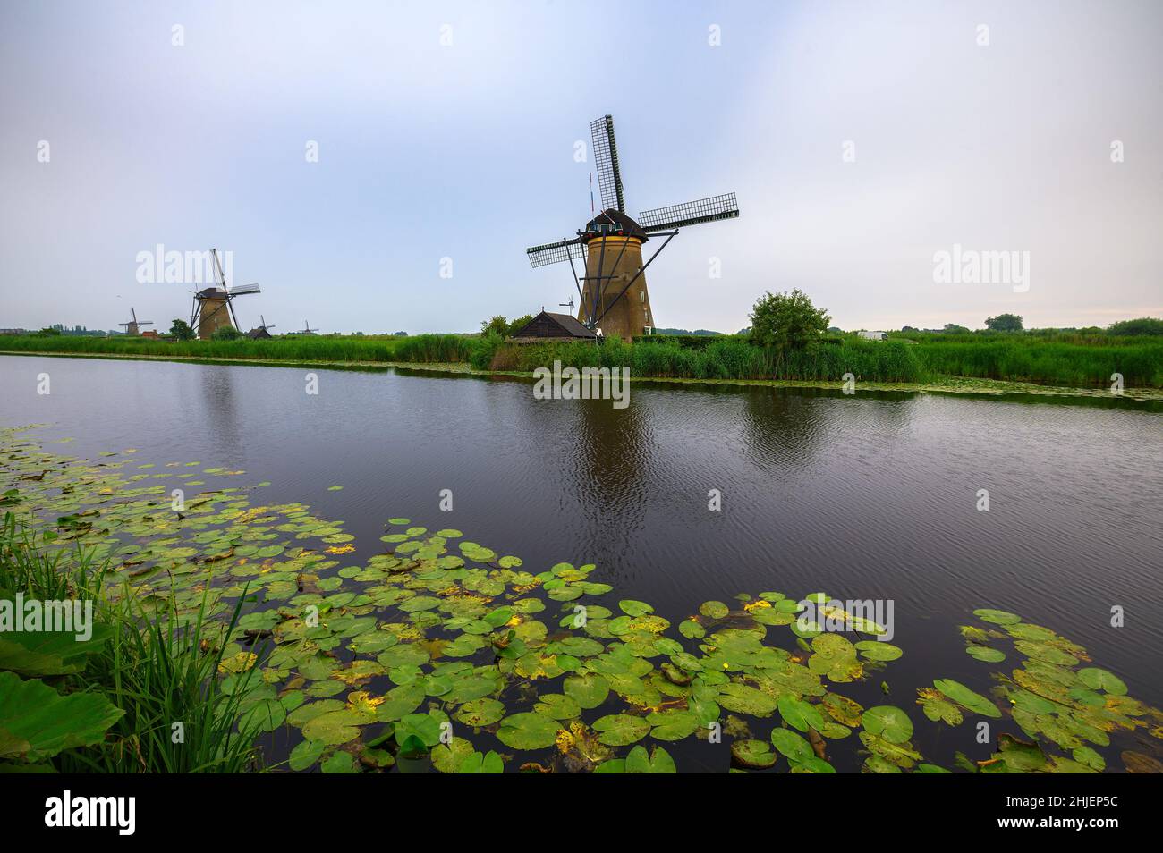 De vieux moulins à vent hollandais et un canal avec des nénuphars à Kinderdijk, pays-Bas Banque D'Images