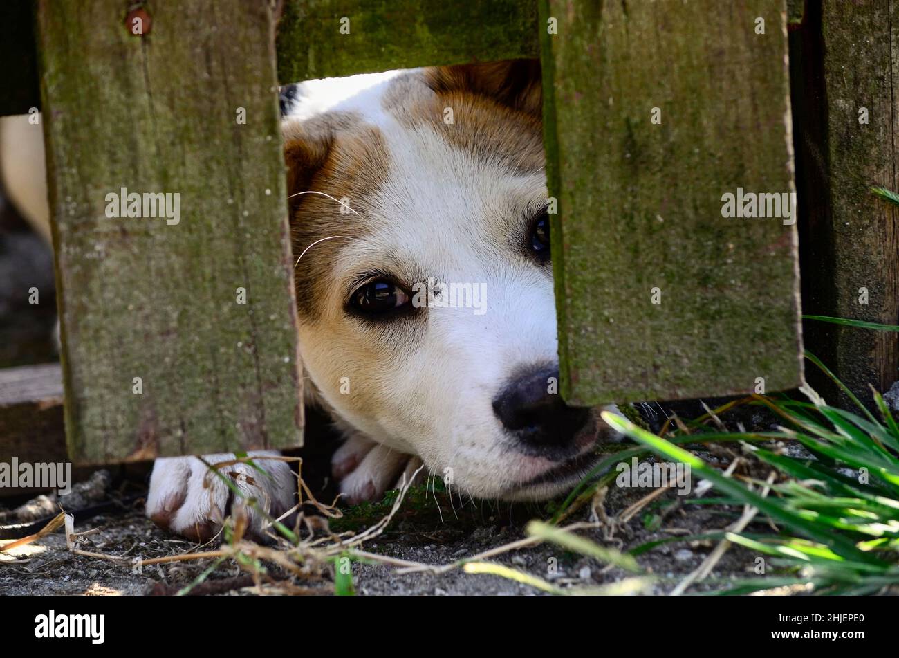 Le chiot a l'air triste derrière une clôture Banque D'Images