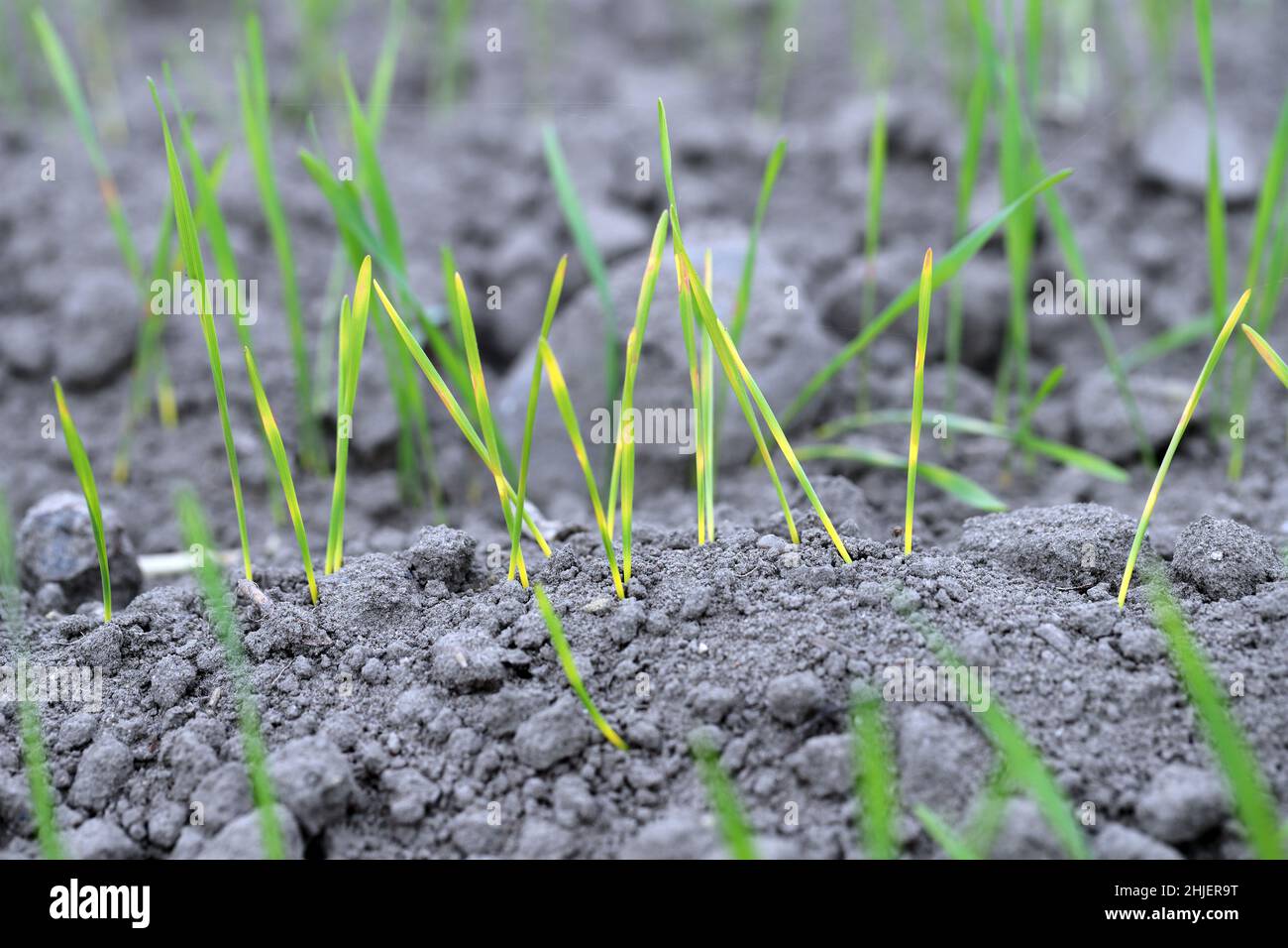 Blé d'hiver émergent à l'automne avec des symptômes de semis trop profonds et des baisses nocturnes de température - décoloration.Stress abiotique. Banque D'Images