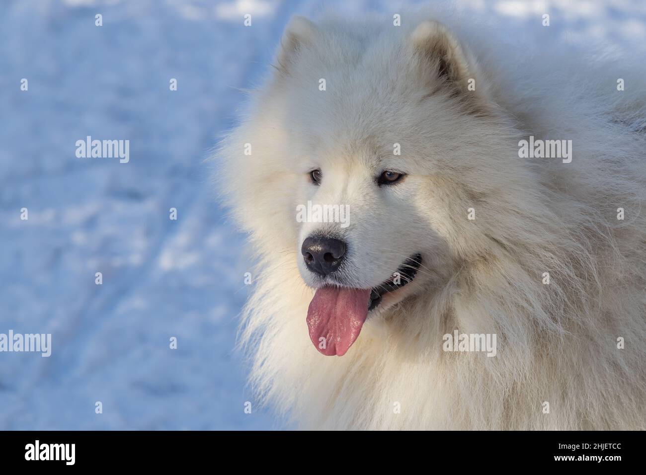 Portrait d'un Samoyed - Samoyed magnifique race chien blanc de Sibérie.Samoyed a sa langue.Il y a de la neige en arrière-plan. Banque D'Images