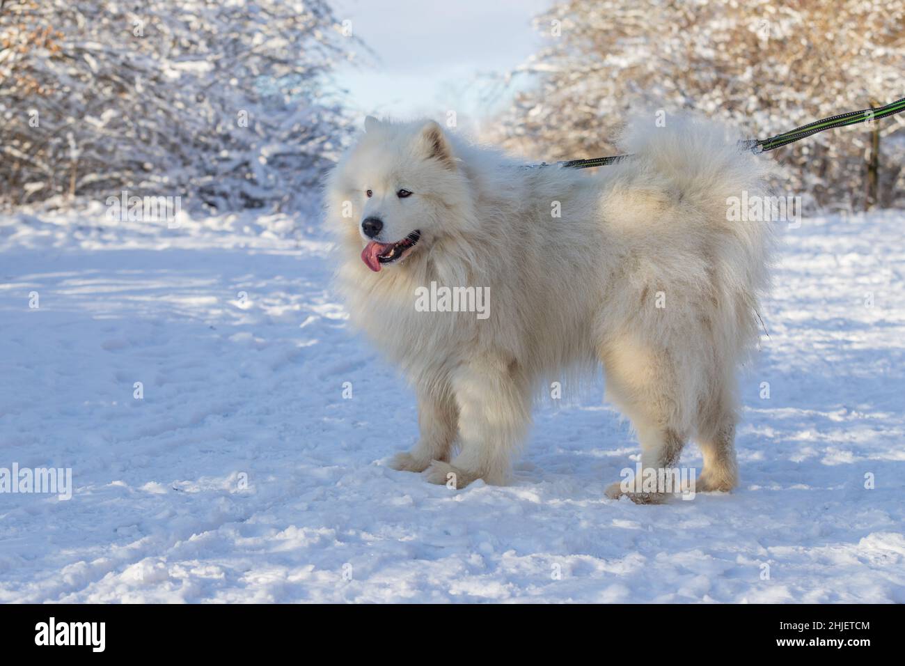 Samoyed - Samoyed magnifique race chien blanc de Sibérie.Samoyed a sa langue.Le chien est attaché sur une laisse.Il y a de la neige en arrière-plan Banque D'Images