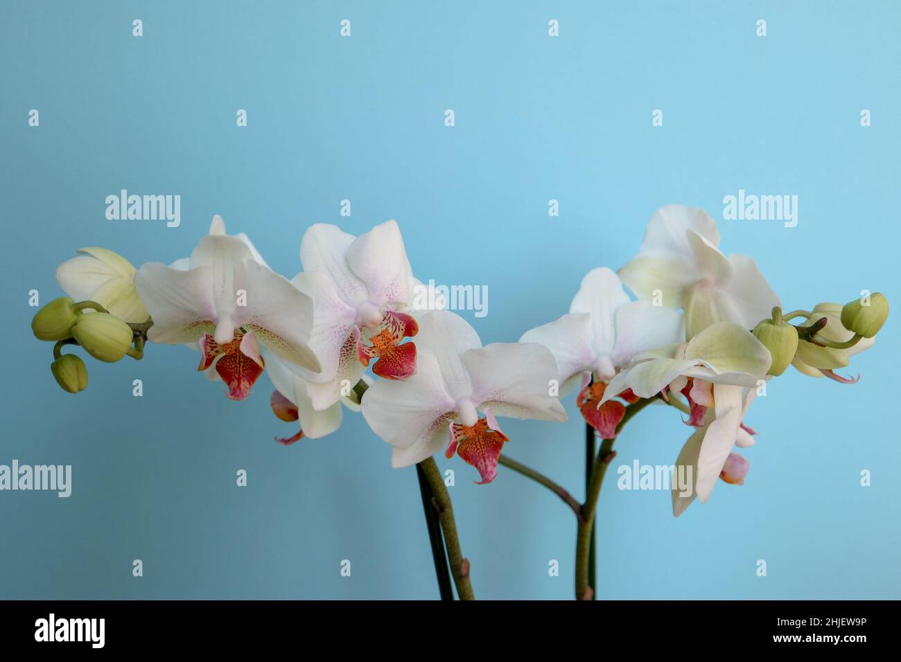 Orchidée blanche avec des pétales et des bourgeons délicats, orchidée blanche avec des motifs rouges et jaunes dans les pétales centraux, fleurs sur fond bleu macro, beauté Banque D'Images