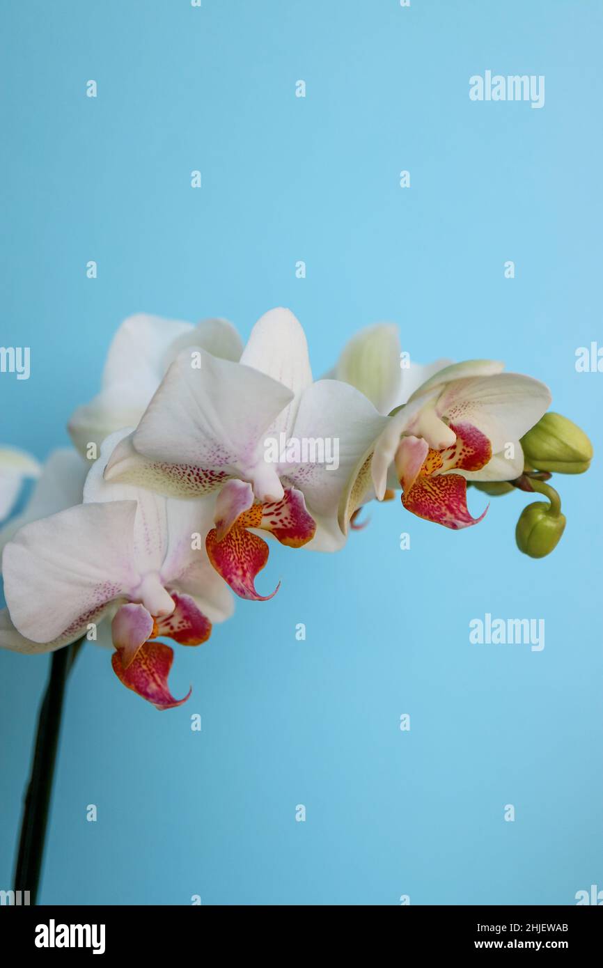 Orchidée blanche avec des pétales et des bourgeons délicats, orchidée blanche avec des motifs rouges et jaunes dans les pétales centraux, fleurs sur fond bleu macro, beauté Banque D'Images