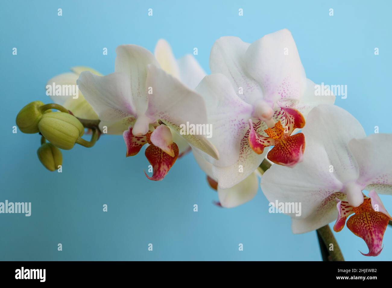 Orchidée blanche avec des pétales et des bourgeons délicats, orchidée blanche avec des motifs rouges et jaunes dans les pétales centraux, fleurs sur fond bleu macro, beauté Banque D'Images