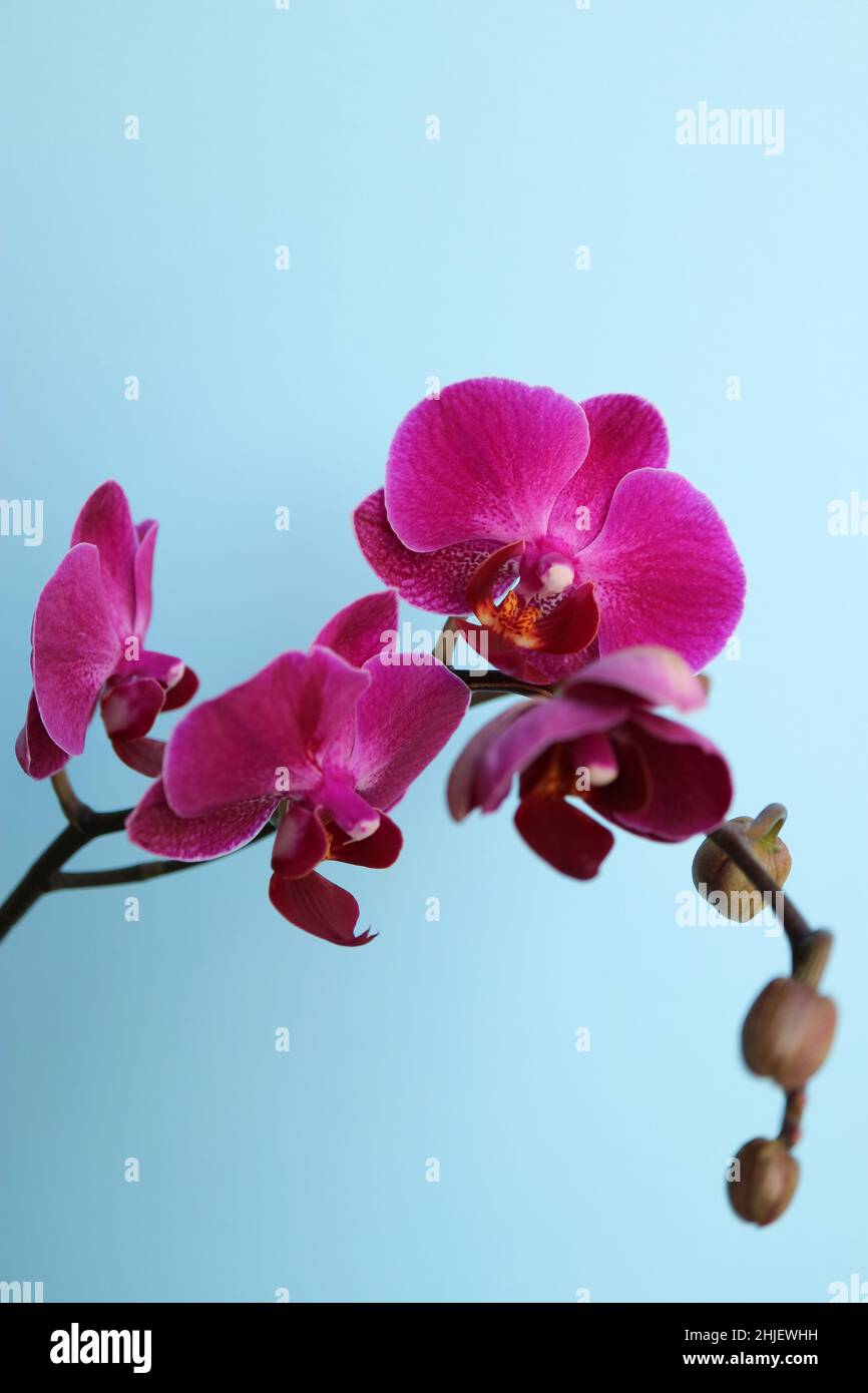 Orchidée pourpre avec pétales et bourgeons délicats, orchidée pourpre sur fond bleu macro, tête de fleur, beauté dans la nature, fleur exotique, photo florale, Banque D'Images
