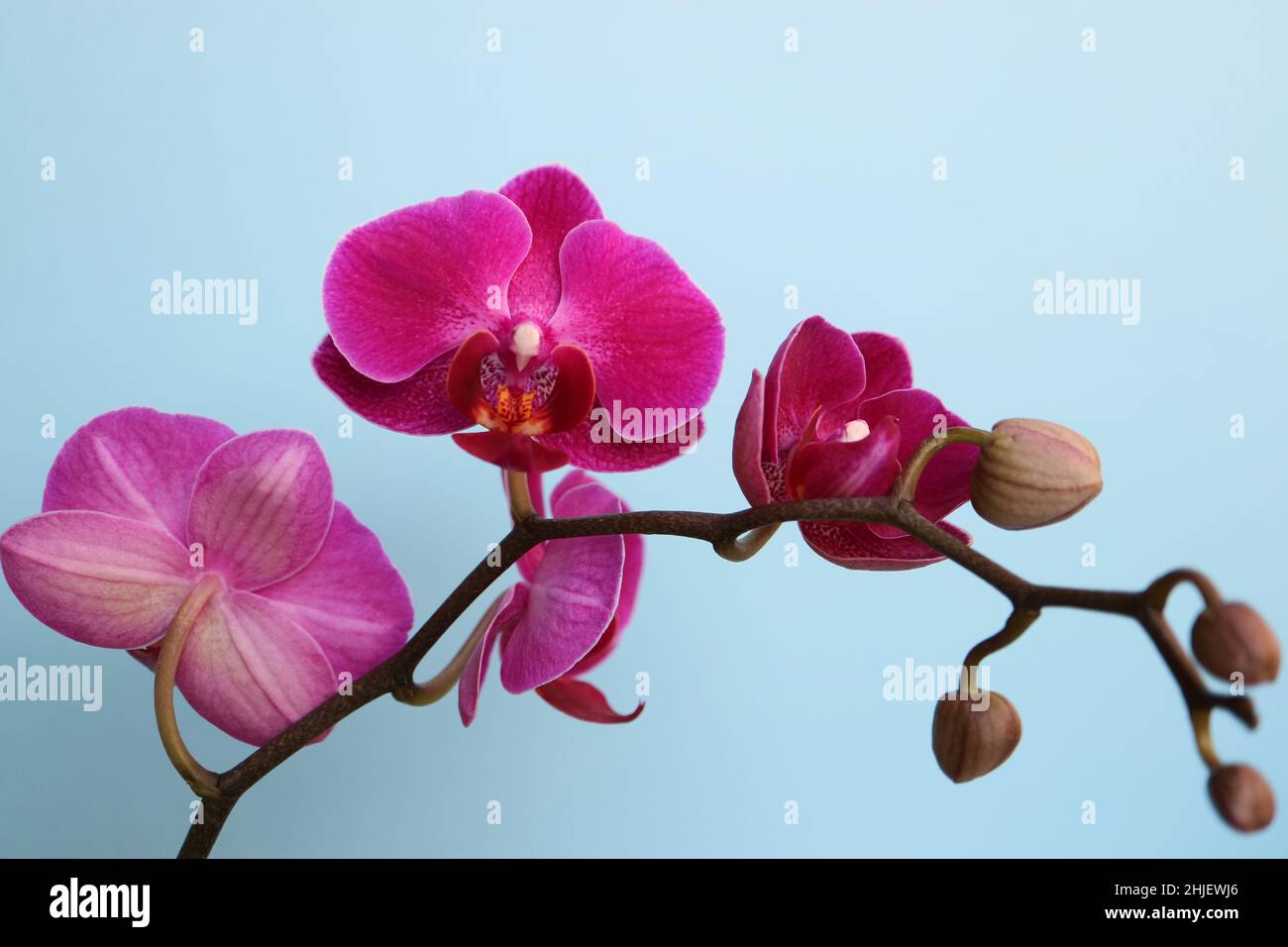 Orchidée pourpre avec pétales et bourgeons délicats, orchidée pourpre sur fond bleu macro, tête de fleur, beauté dans la nature, fleur exotique, photo florale, Banque D'Images