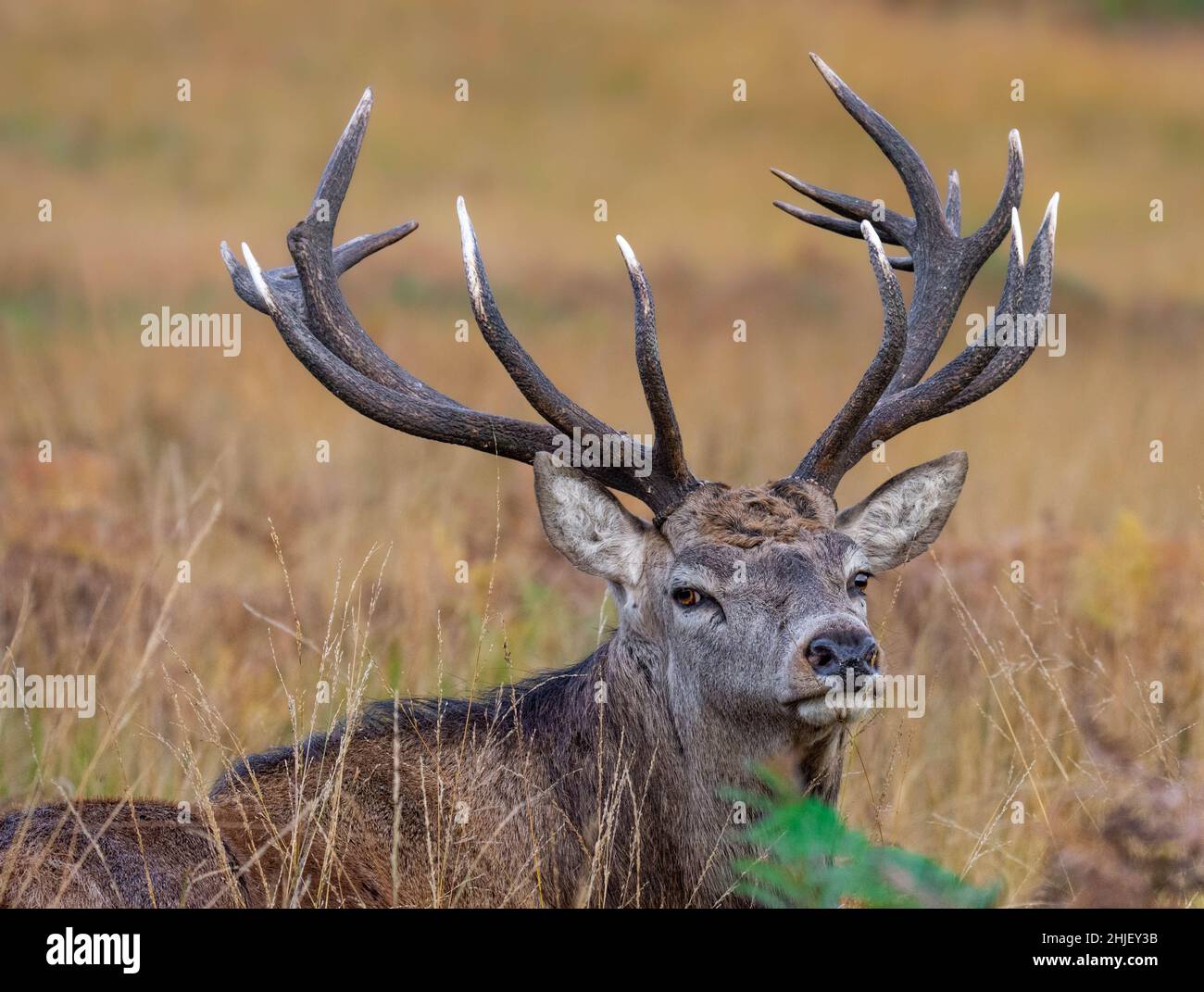 Red Deer Stag Banque D'Images