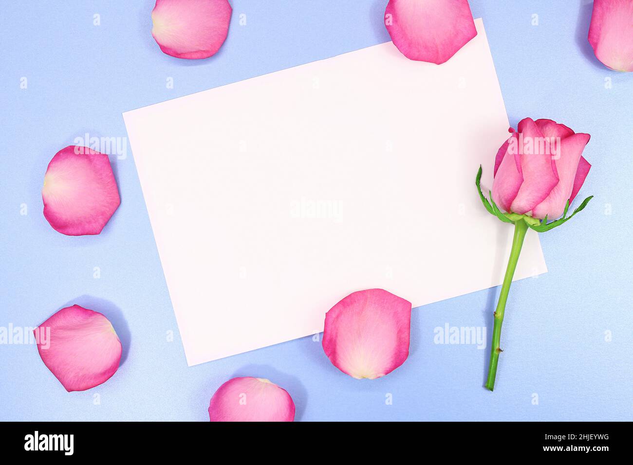 Pétales et rose avec feuille de papier blanche pour le texte sur fond bleu.Vacances, 8 mars, anniversaire, Journée internationale des femmes et des mères, Saint-Valentin Banque D'Images