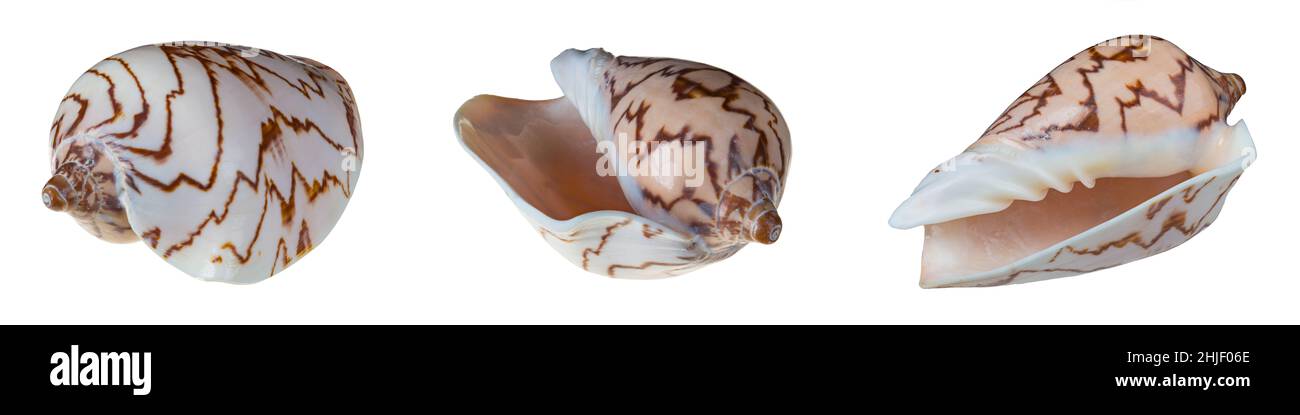 Coquille épaisse d'escargot de mer à volute noble isolée sur fond blanc.Cymbiola nobilis.Conques vides de mollusques gastéropodes marins - motif en zigzag brun. Banque D'Images