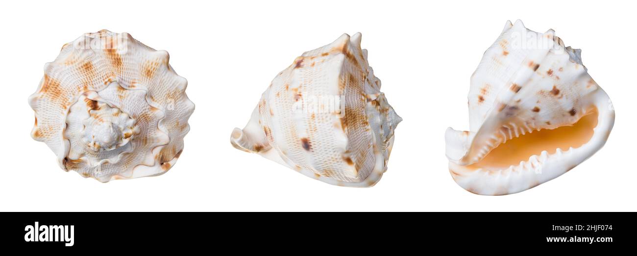 Grande coque de casque à cornes isolée sur un fond blanc.Cassis cornuta.Belle moule d'escargot de mer.Mouillage solide lourd de mollusques gastéropodes marins. Banque D'Images