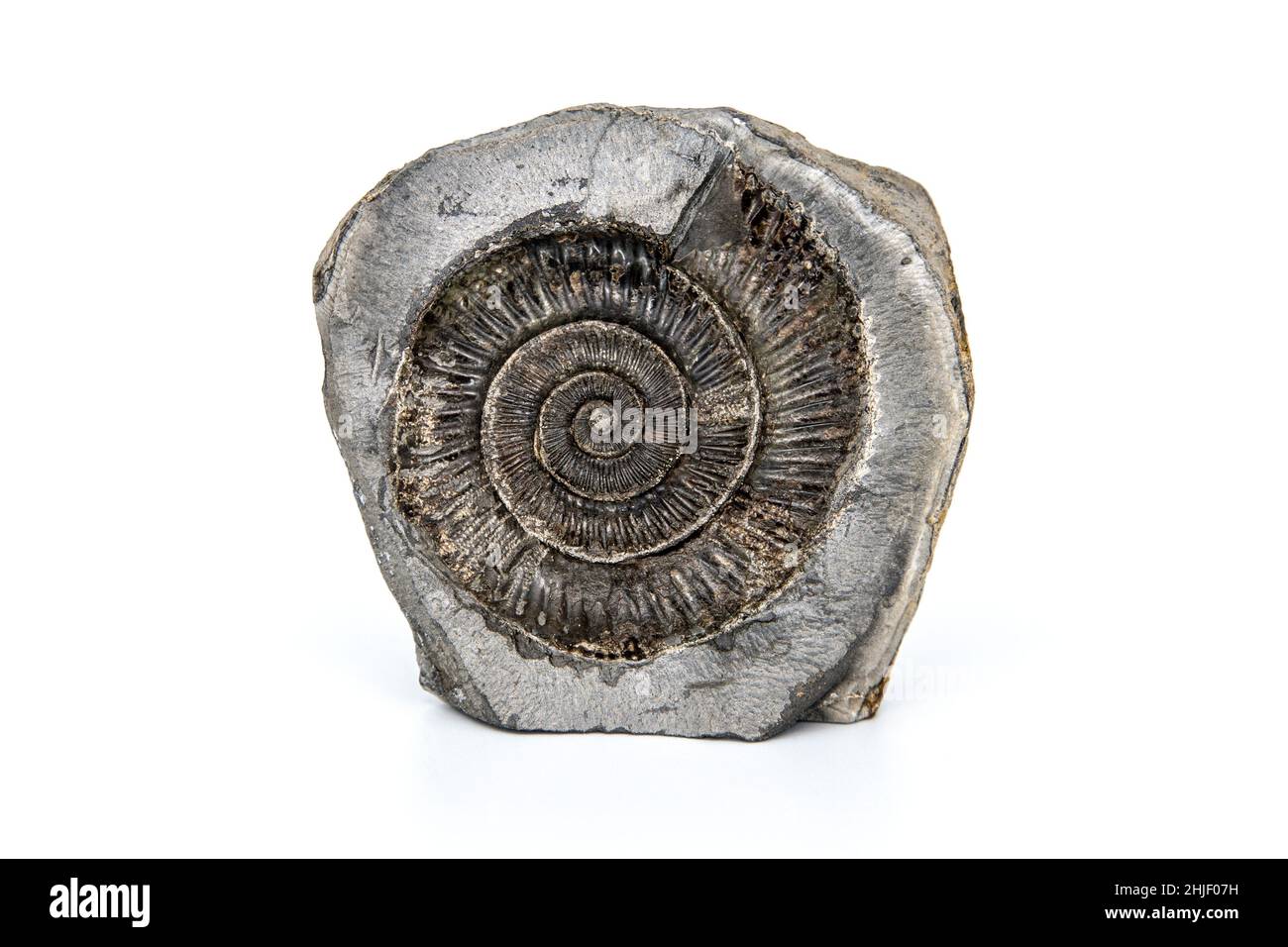 170 millions d'années Dactylioceras ammonite fossile sur fond blanc en studio Banque D'Images
