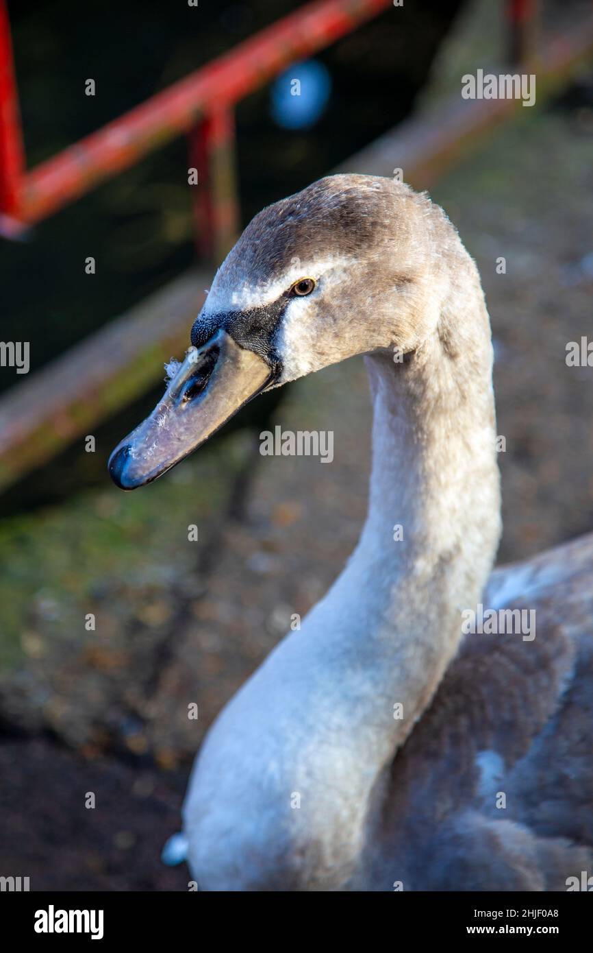 Gros plan sur la tête d'un cygne gris au lac Radwell, Hertfordshire, Royaume-Uni Banque D'Images