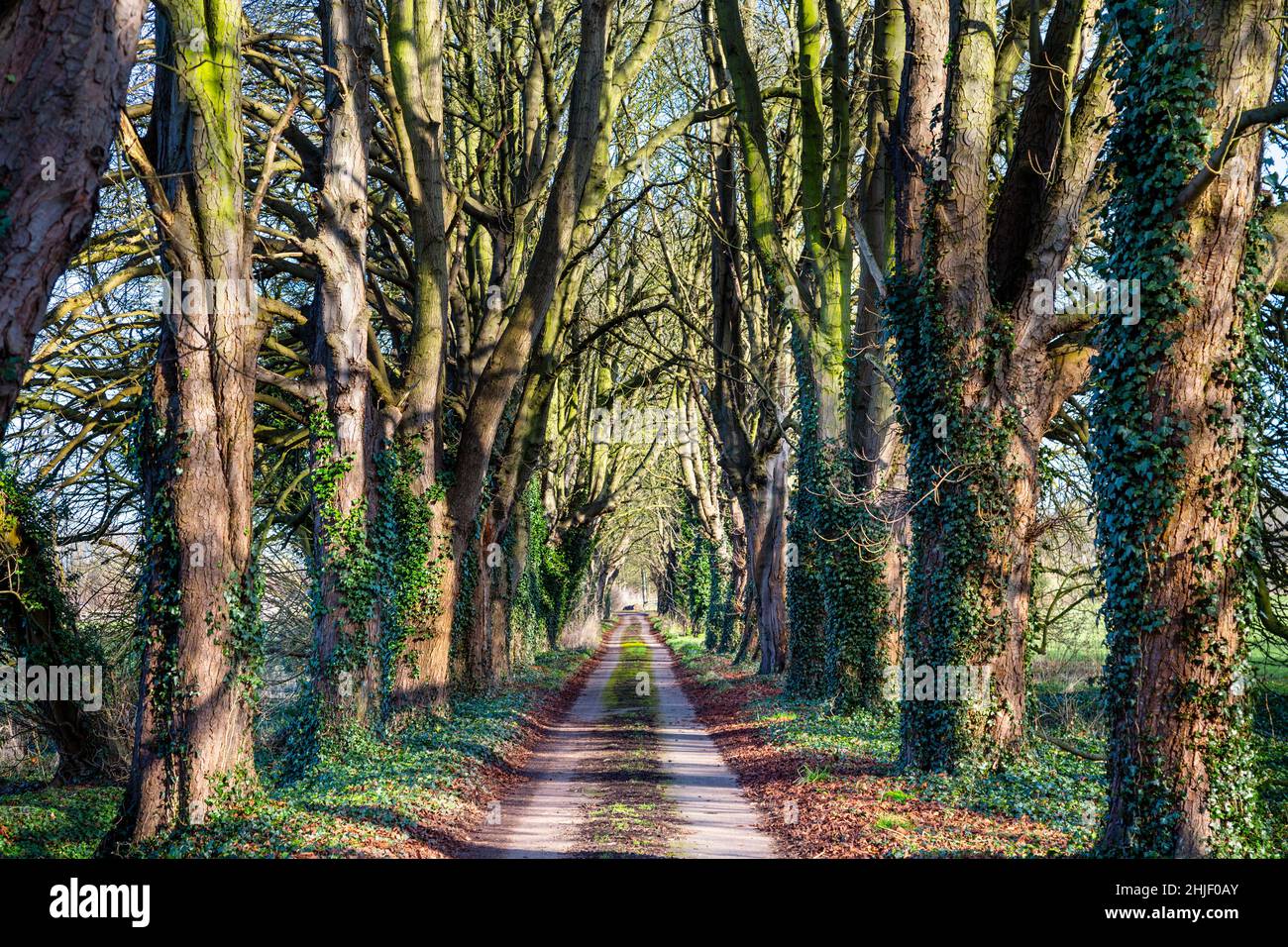 Chemin bordé d'arbres ivy surcultivés le long de la route de marche de Kingfisher près de Radwell, Hertfordshire, Royaume-Uni Banque D'Images