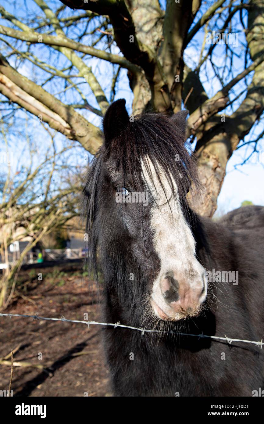 Cheval noir aux yeux bleus sur une ferme près de Stotfold le long de la route Kingfisher, Bedfordshire, Royaume-Uni Banque D'Images