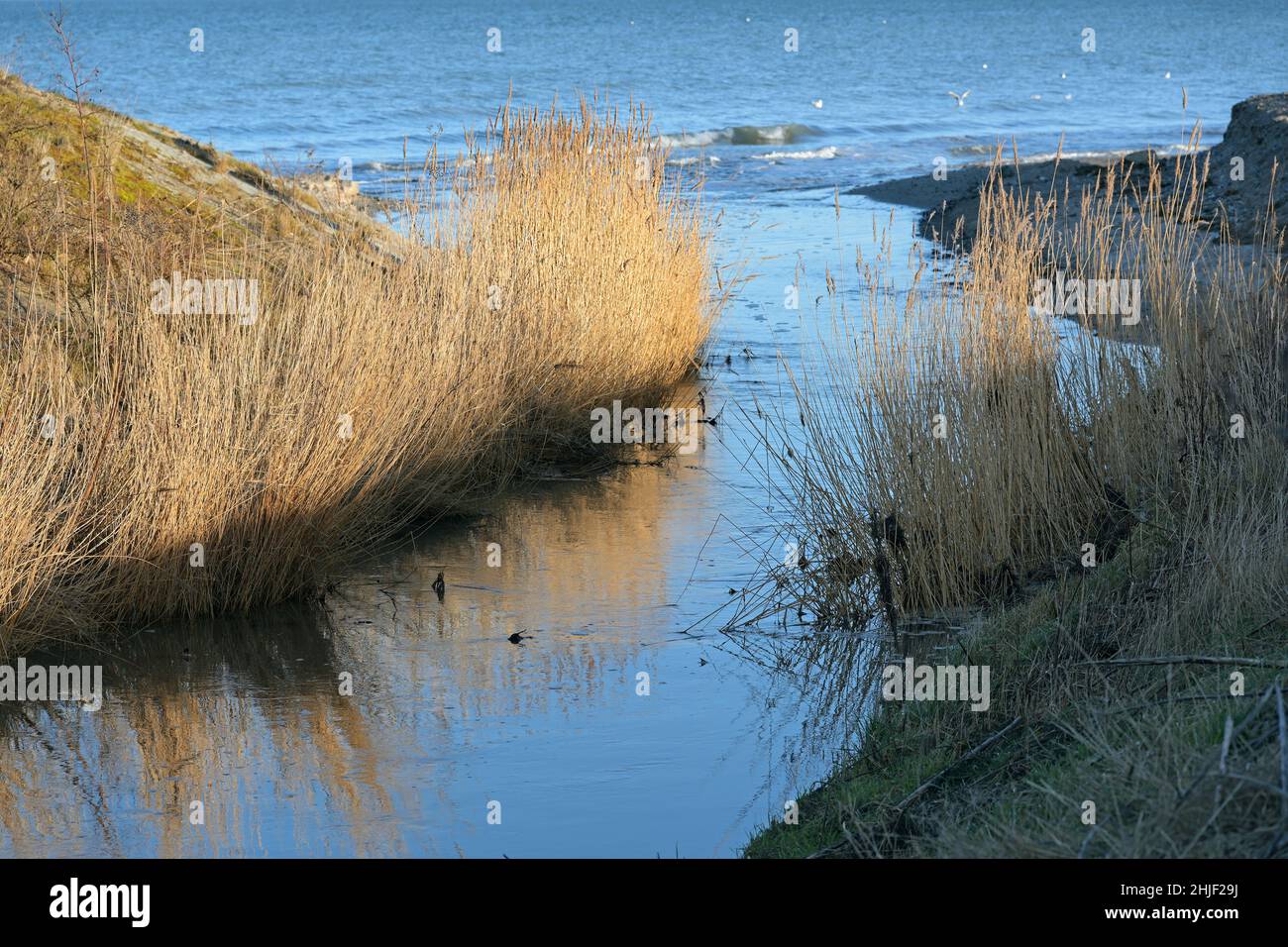 L'or rogne sur la rive d'un ruisseau qui coule dans la mer Baltique bleue à Redewisch près de Boltenhagen, paysage côtier naturel dans le nord de l'Allemagne sur a s. Banque D'Images