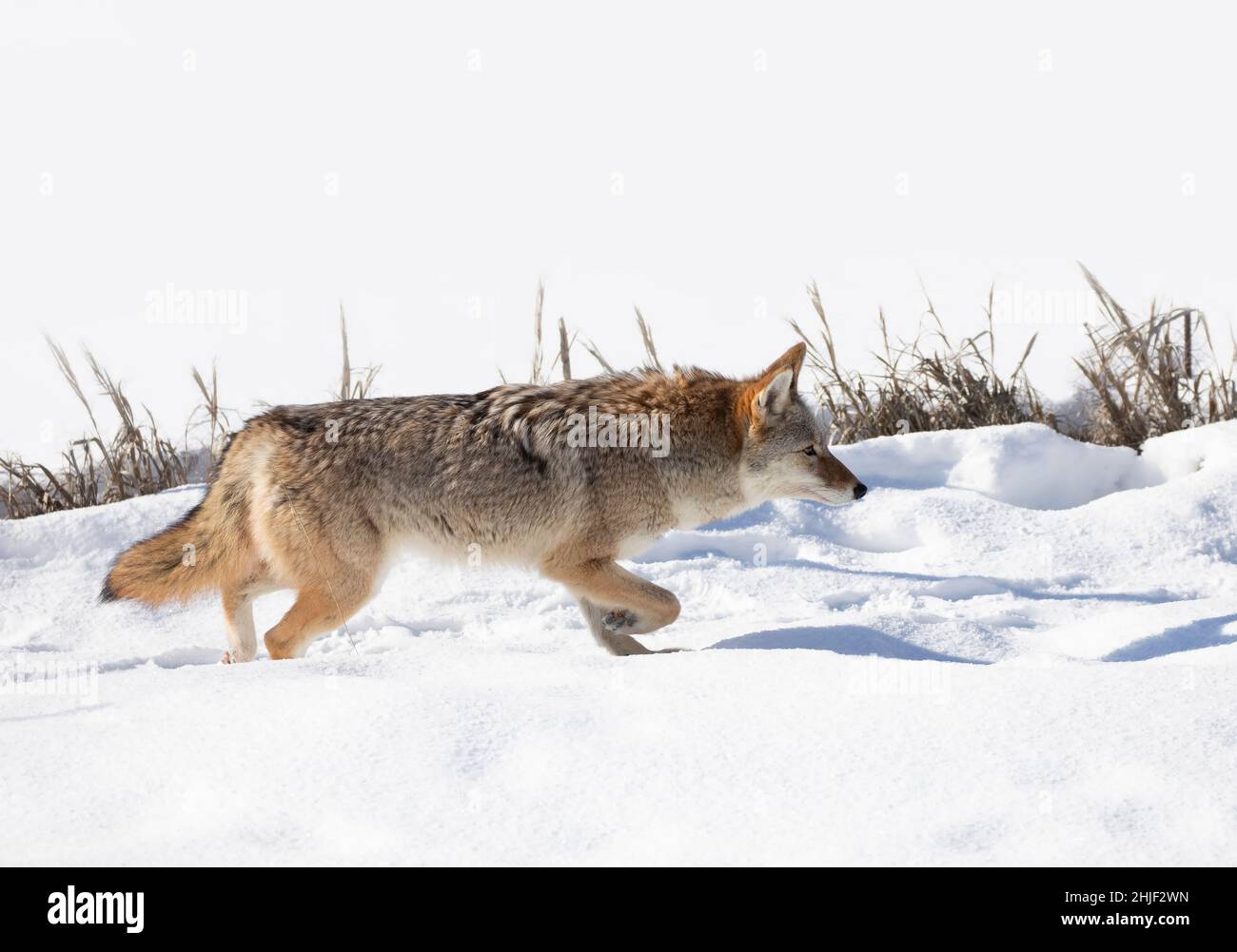 Un coyote solitaire (Canis latrans) qui marche et chasse dans la neige d'hiver Banque D'Images