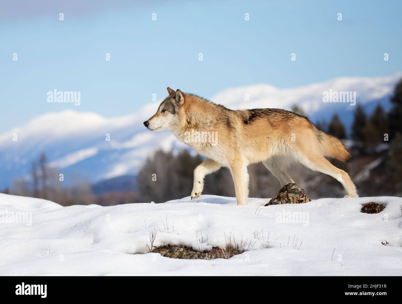 Toundra Loup (Canis lupus albus) marchant dans la neige d'hiver avec les montagnes en arrière-plan Banque D'Images