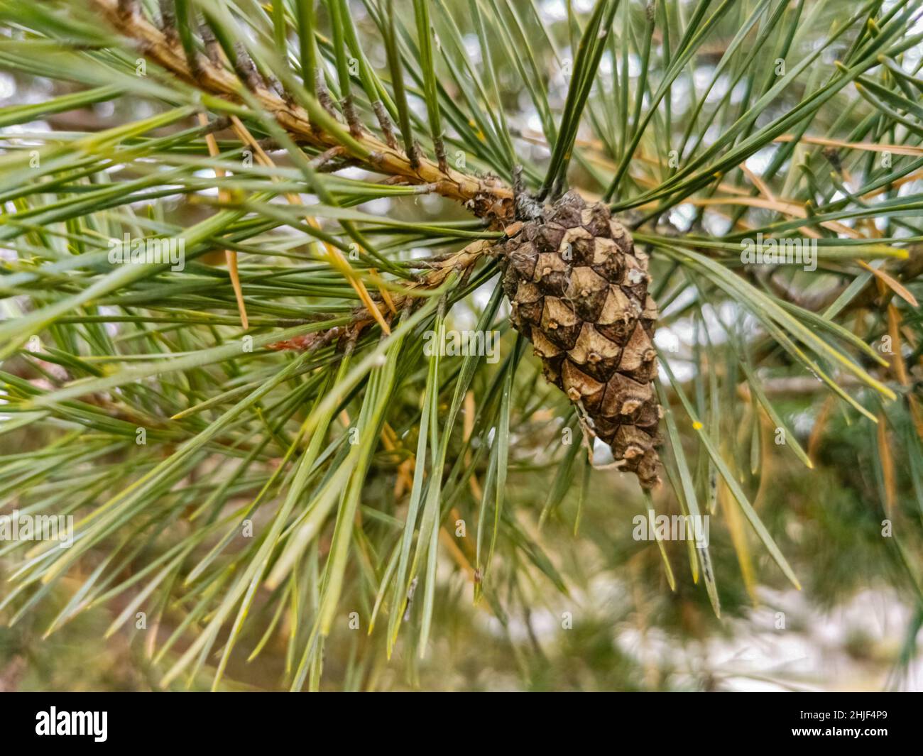 foyer sélectif du cône de pin sur la branche de pin dans la forêt gros plan, foyer doux Banque D'Images