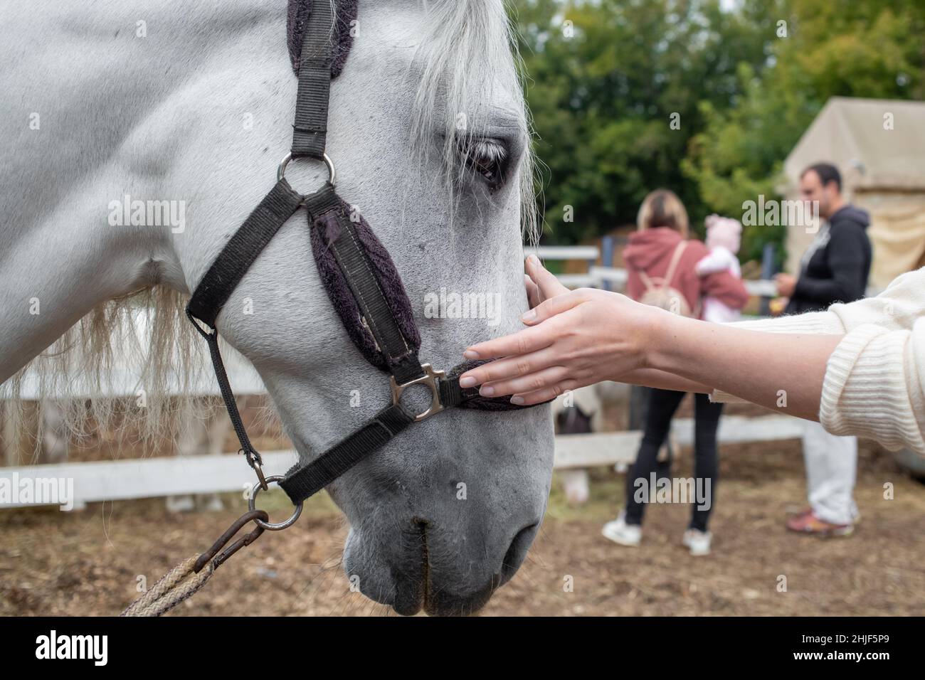les mains des femmes ont un museau de cheval dans un club équestre Banque D'Images