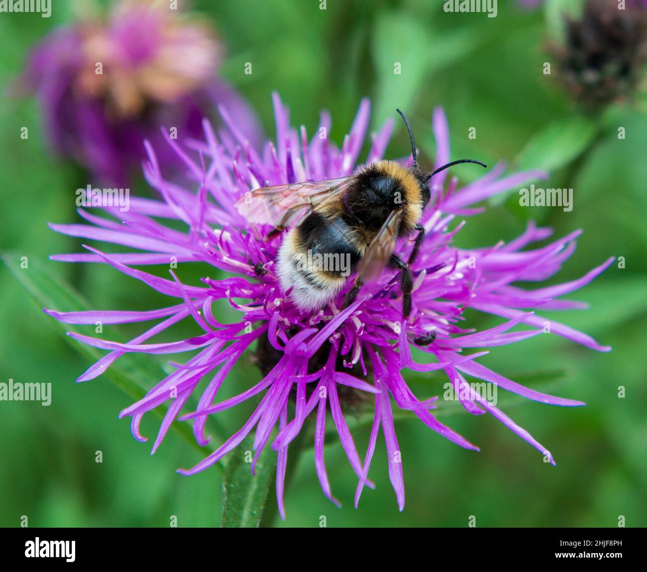 Une abeille bourdonneuse sur une fleur de la grande herbe ( Centaurea scabiosa ) Banque D'Images
