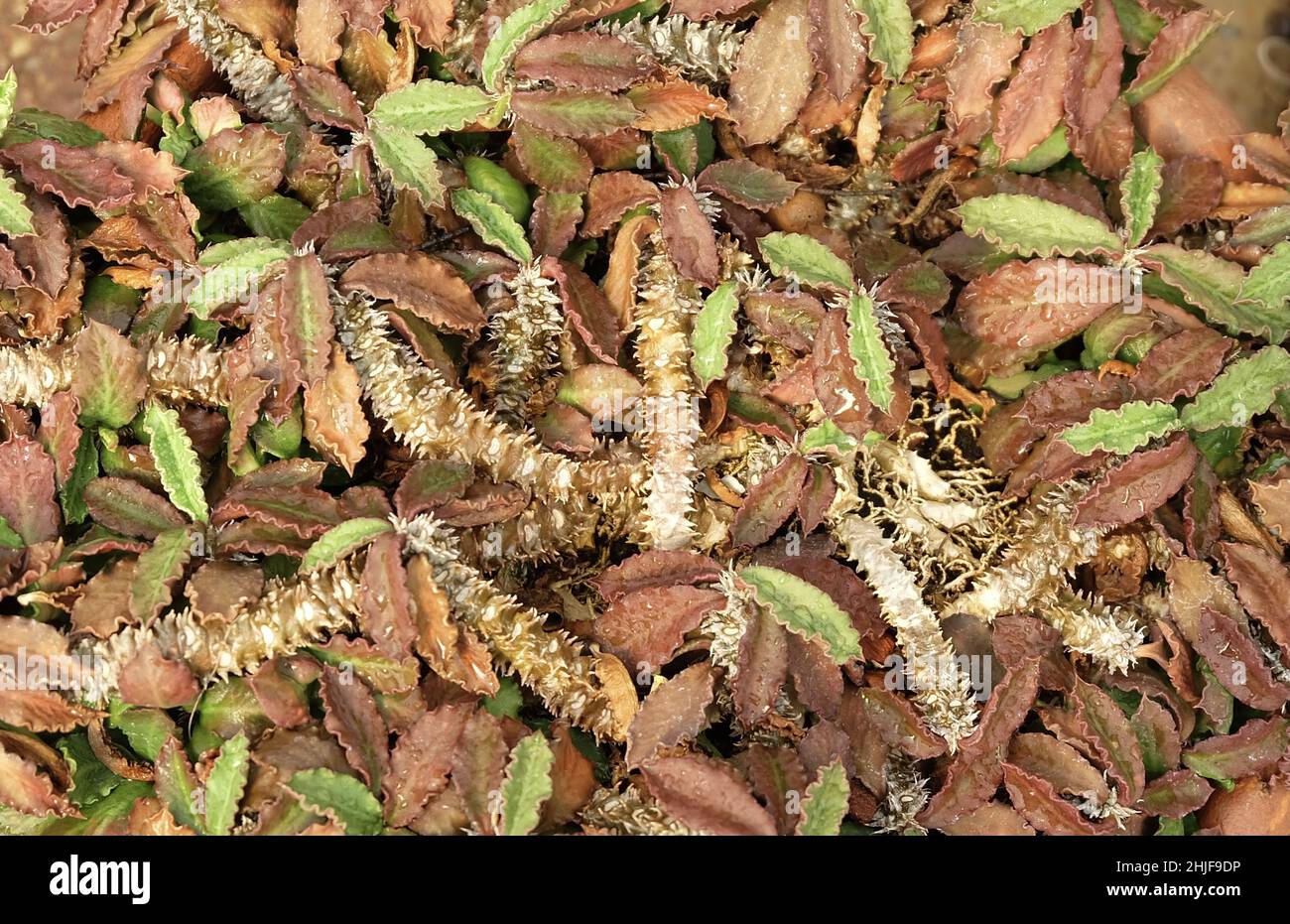 Belle Euphorbia Tithymaloides ou Redbird Cactus, Une plante Evergreen en expansion dans le succulent et le jardin de Cactus. Banque D'Images