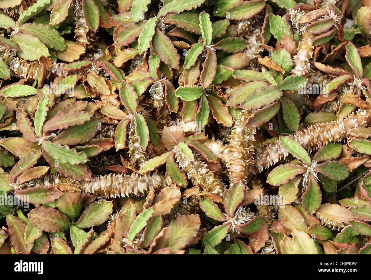 Belle Euphorbia Tithymaloides ou Redbird Cactus, Une plante Evergreen en expansion dans le succulent et le jardin de Cactus. Banque D'Images