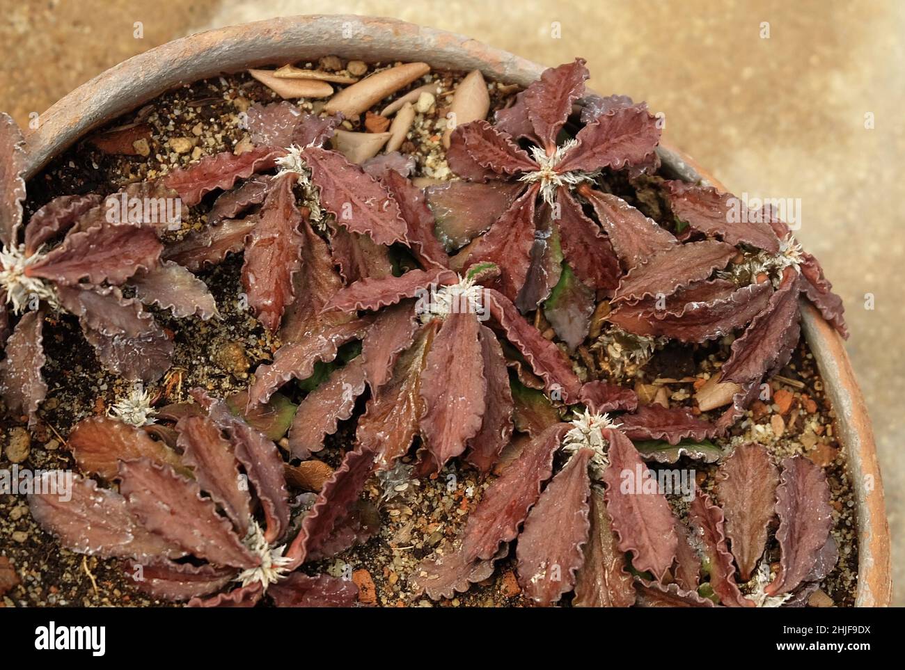 Belle Euphorbia Tithymaloides ou Redbird Cactus, Une plante Evergreen en expansion dans le succulent et le jardin de Cactus. Banque D'Images