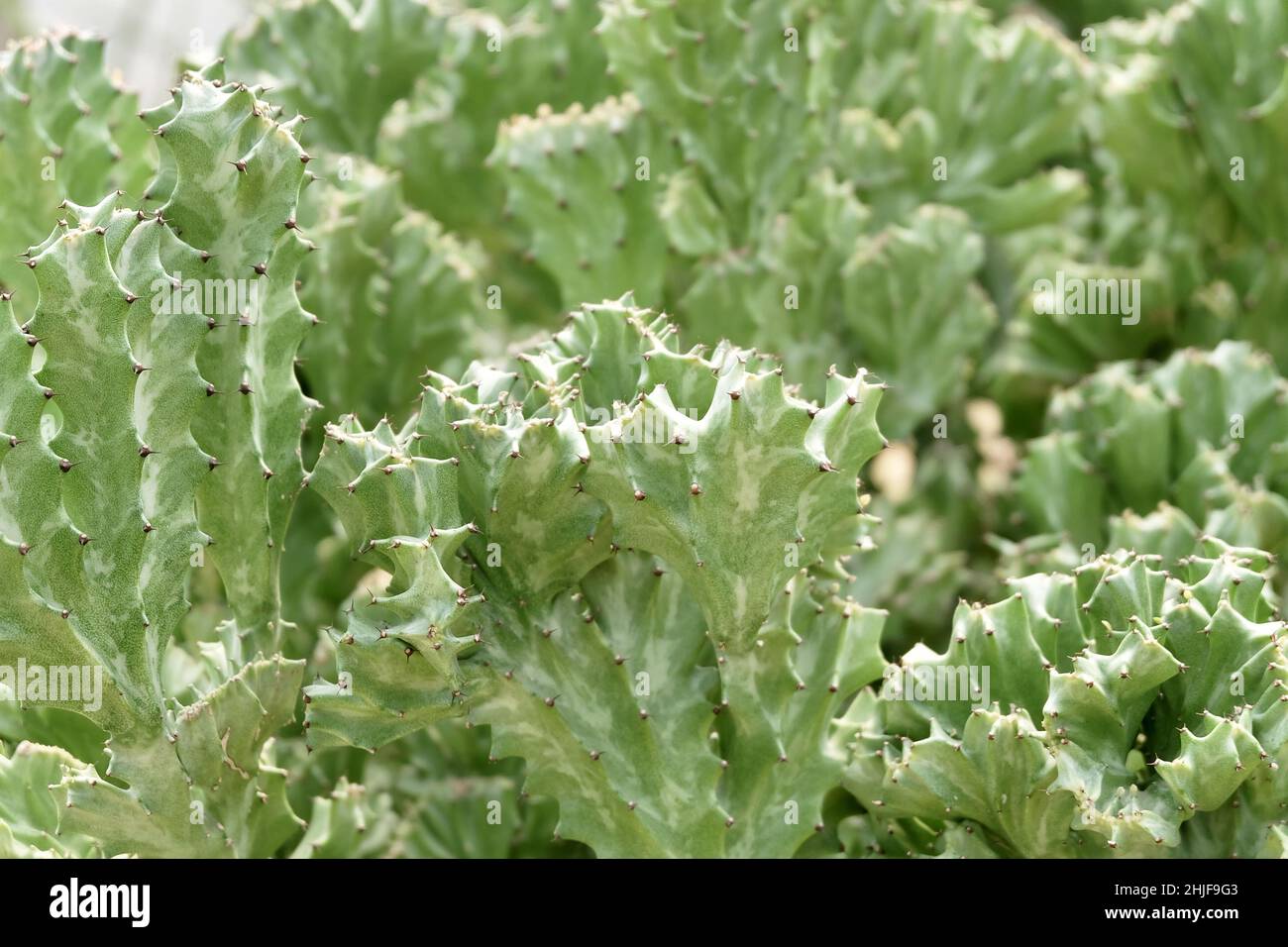 Euphorbia Lactea Cactus ou Motachy Spurge, Une plante succulente avec des Thorns pointus pour la décoration de jardin. Banque D'Images