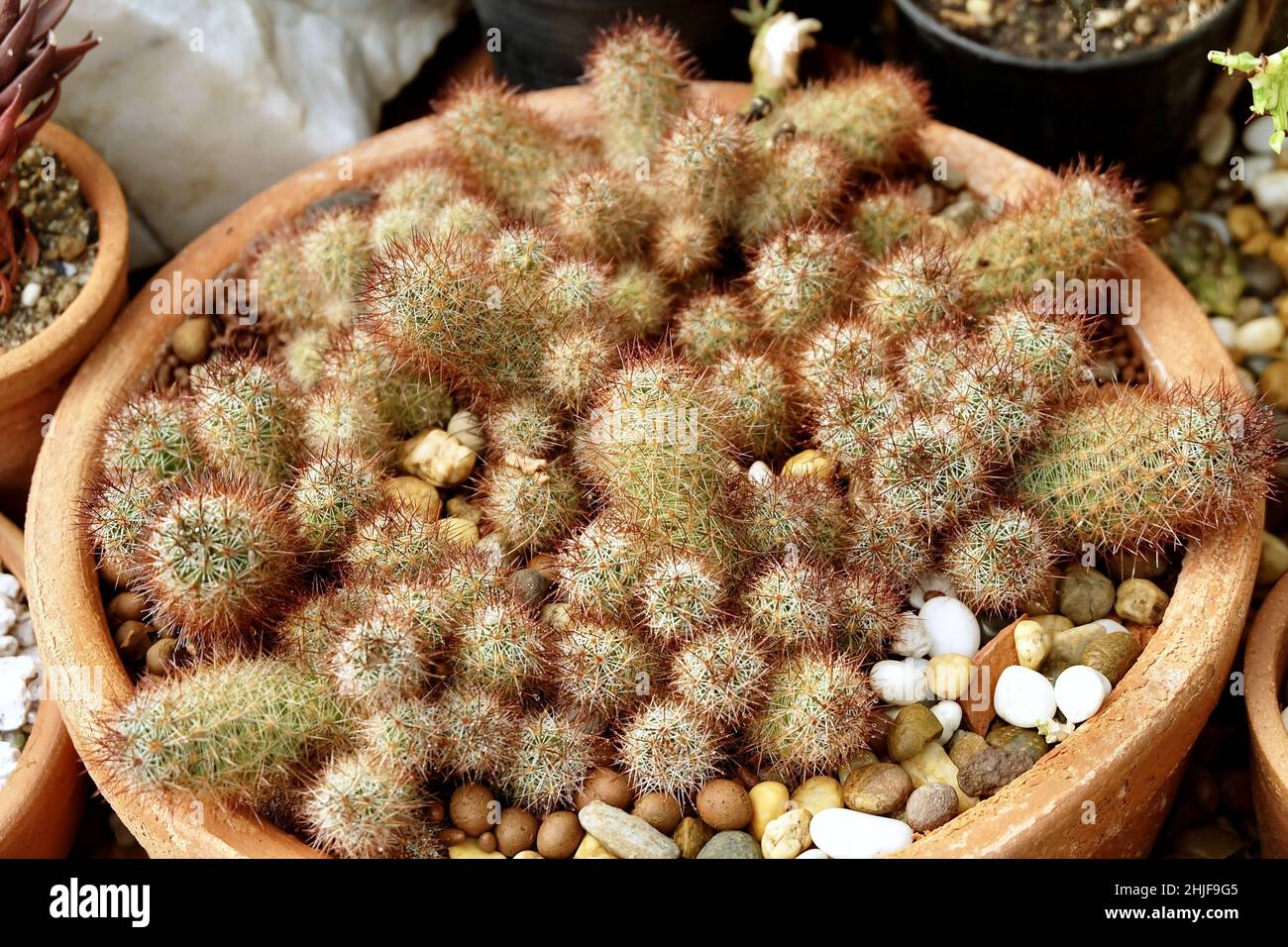 Belle Mammillaria elongata, Cactus en dentelle d'or ou Cactus ladyfinger plante pour la décoration de maison et de jardin. Banque D'Images