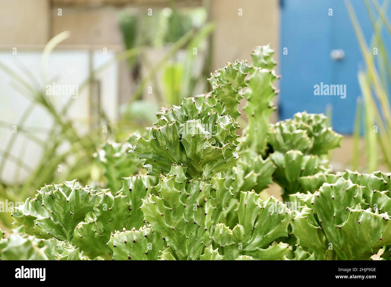 Euphorbia Lactea Cactus ou Motachy Spurge, Une plante succulente avec des Thorns pointus pour la décoration de jardin. Banque D'Images