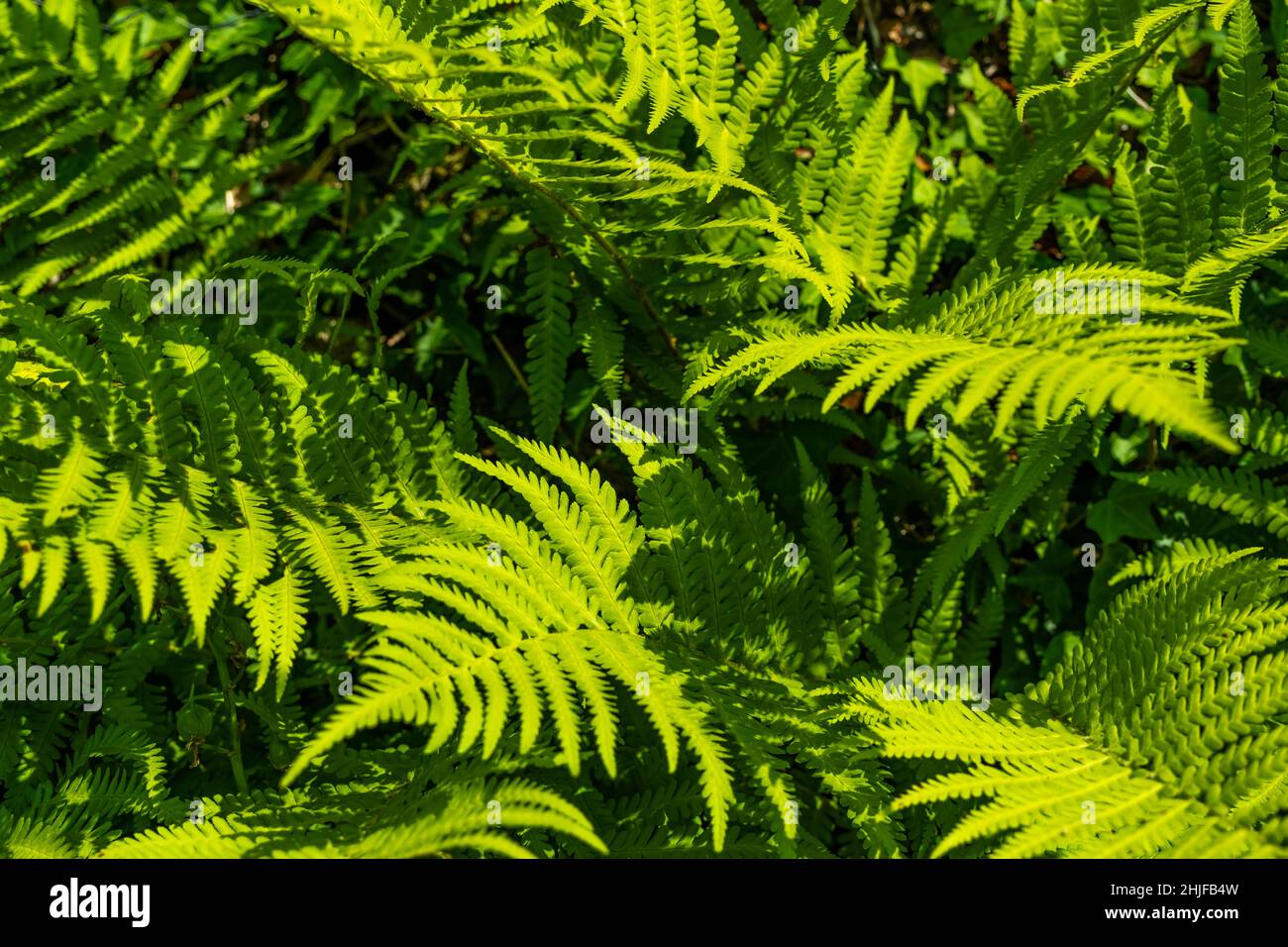 Gros plan sur les feuilles et les branches de fougères de jardin vert sous le soleil d'été Banque D'Images