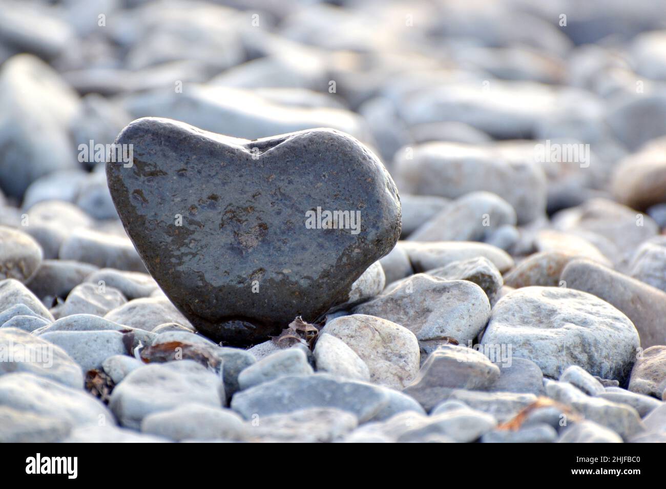 Pierre en forme de coeur sur fond de plage.Jour ensoleillé d'été.Concept d'amour, de mariage et de Saint-Valentin.Trouver des pierres belles et intéressantes Banque D'Images