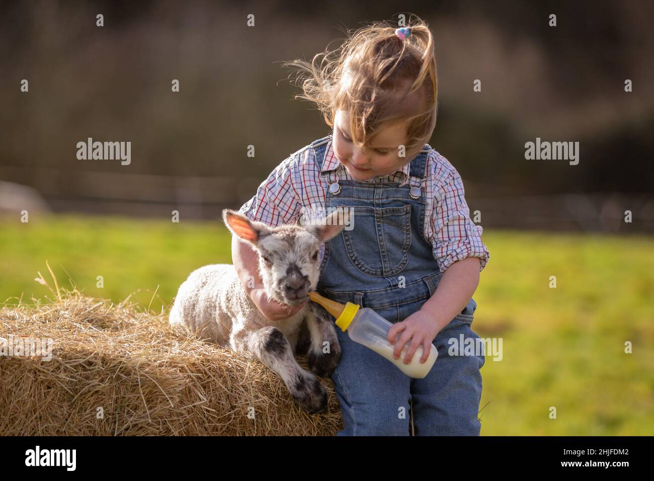 Arley, Worcs, Royaume-Uni.29th janvier 2022.Myla May Mills, âgée de deux ans, tente de nourrir Jubilee, un agneau d'un jour, dans la ferme de son fanily à Arley, dans le Worcestershire.L'agneau nouveau-né a été nommé Jubilé en l'honneur de cette année comme le Jubilé de platine de la Reine.Crédit : Peter Lophan/Alay Live News Banque D'Images