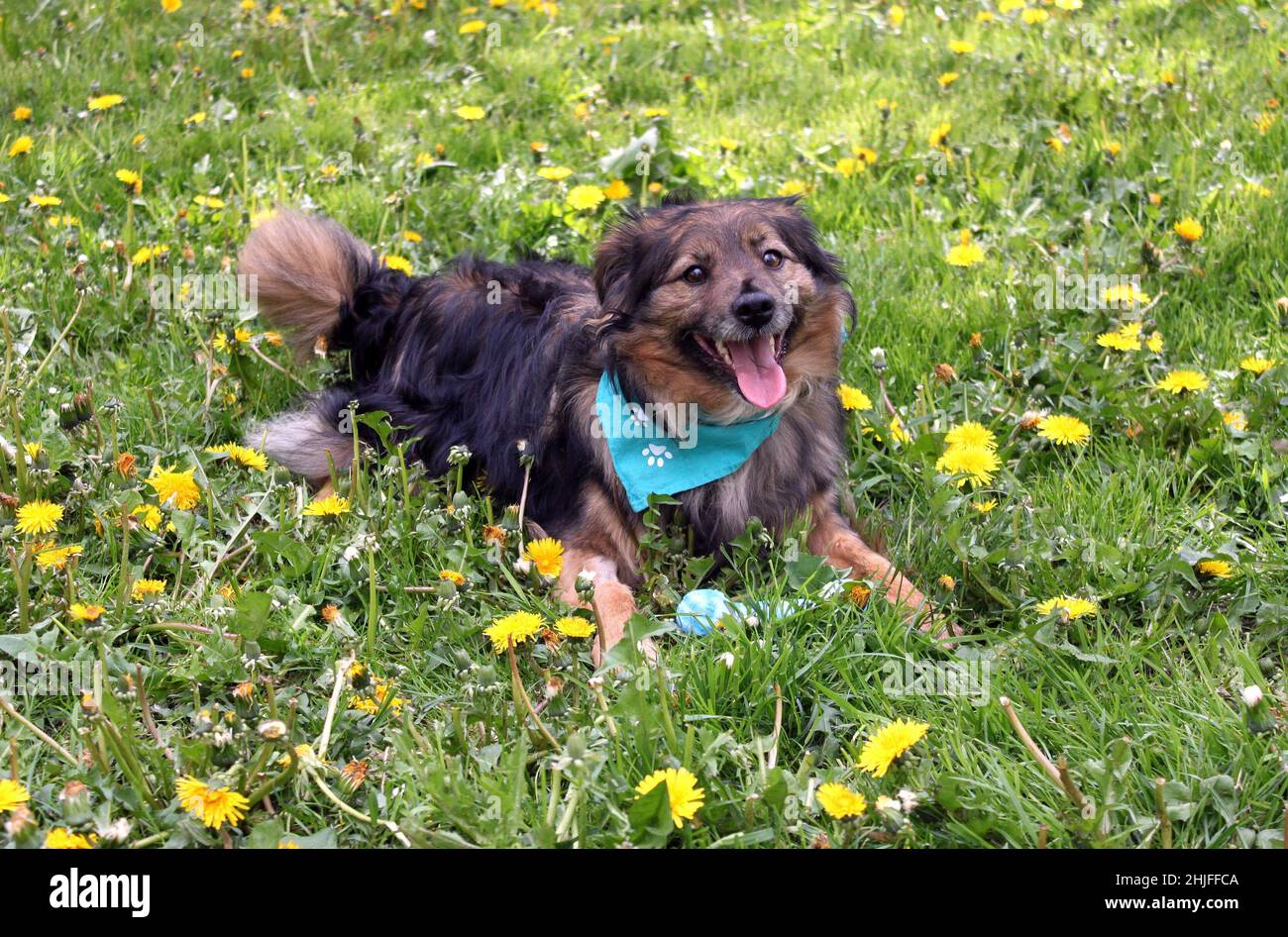 Joyeux chien souriant aux cheveux longs dans un pré parmi les fleurs jaunes.Il porte un mouchoir vert autour de son cou, allongé parmi les pissenlits en fleur. Banque D'Images