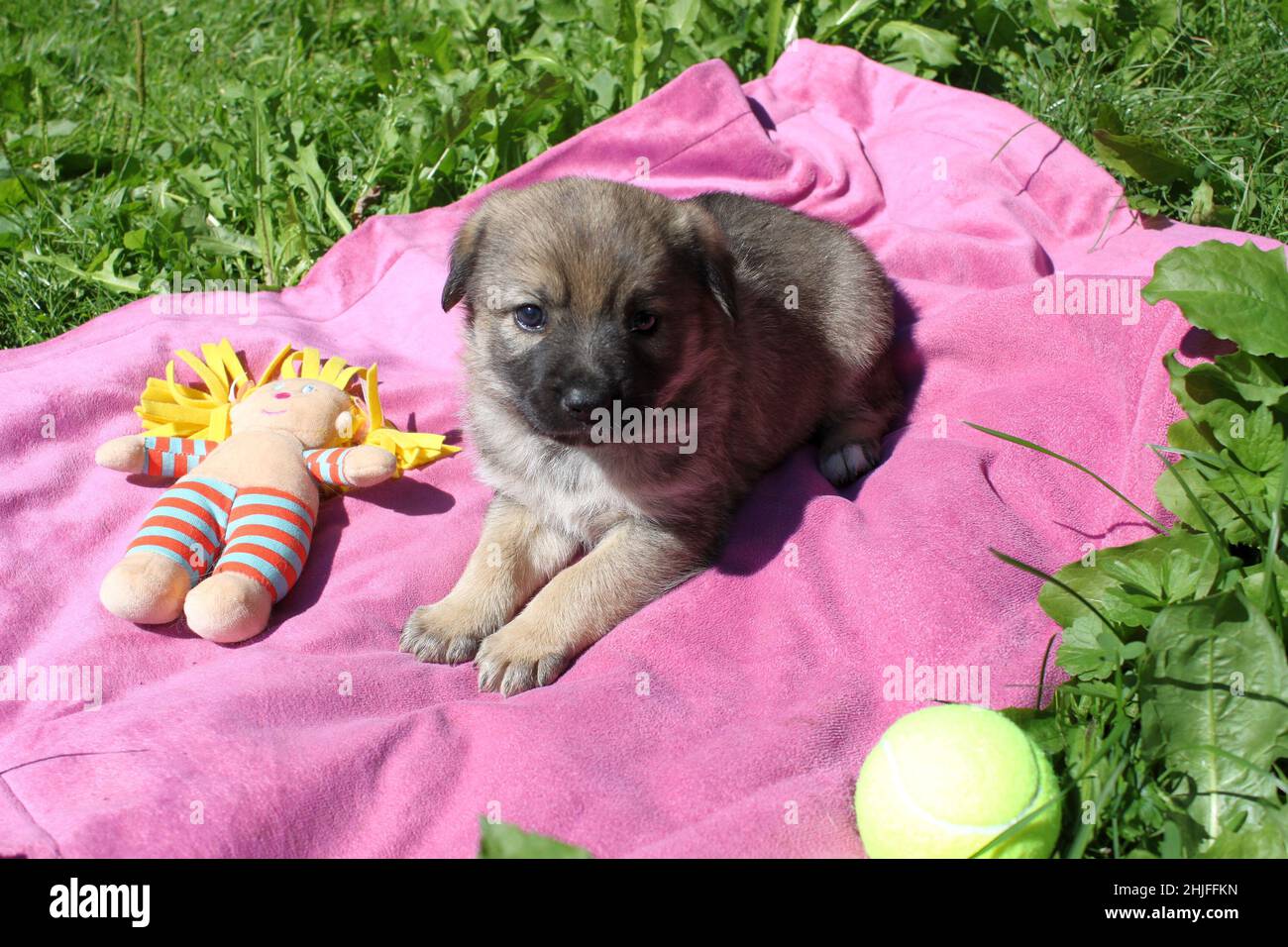 Portrait d'un petit chiot doux brun. Un jour, il va devenir un grand chien. En arrière-plan se trouve une couverture rose et de l'herbe verte et des jouets. Banque D'Images