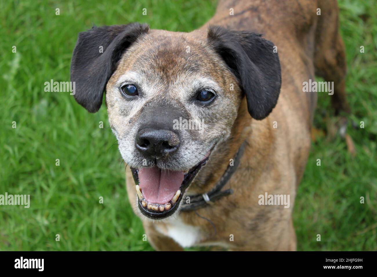 Portrait d'un vieux chien souriant avec un museau gris. Le chien a cassé les oreilles, les yeux ont obscurci à partir de l'âge et a été une fois bringé (brun). Banque D'Images